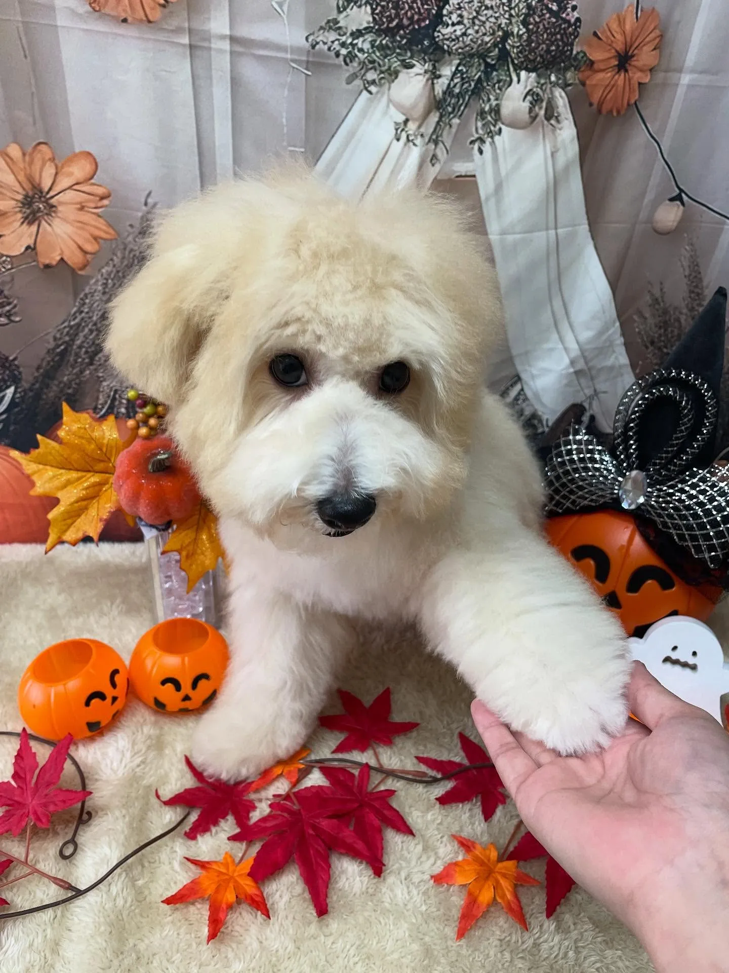 🍃今日のトリミング🍃ミックス犬🐶｜名東区・千種区・守山区の動...