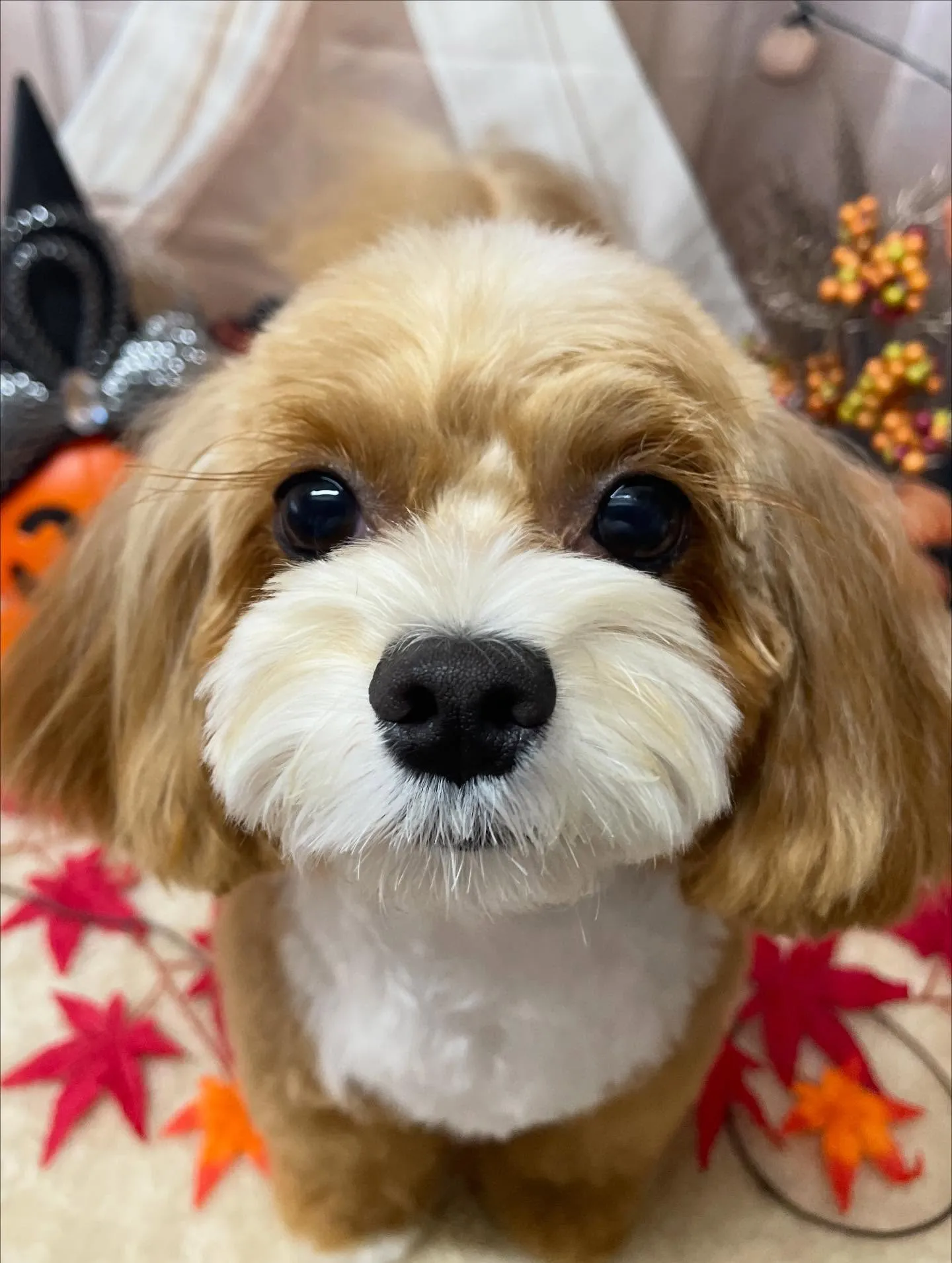 🍃今日のトリミング🍃ミックス犬🐶｜名東区・千種区・守山区の動...