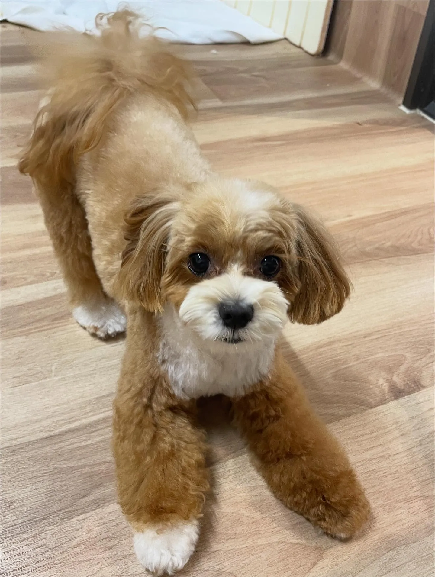 🍃今日のトリミング🍃ミックス犬🐶｜名東区・千種区・守山区の動...