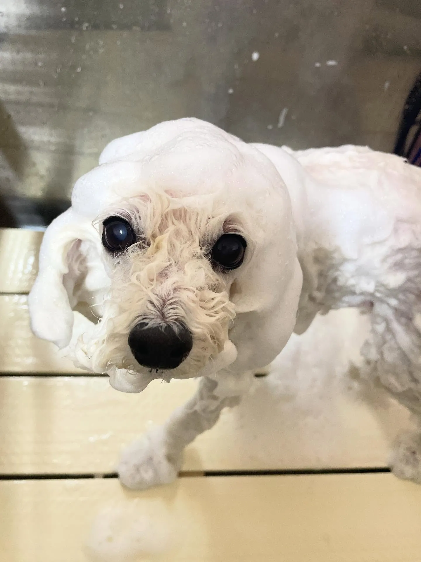 🍃今日のトリミング🍃プードル🐶｜名東区・千種区・守山区の動物...