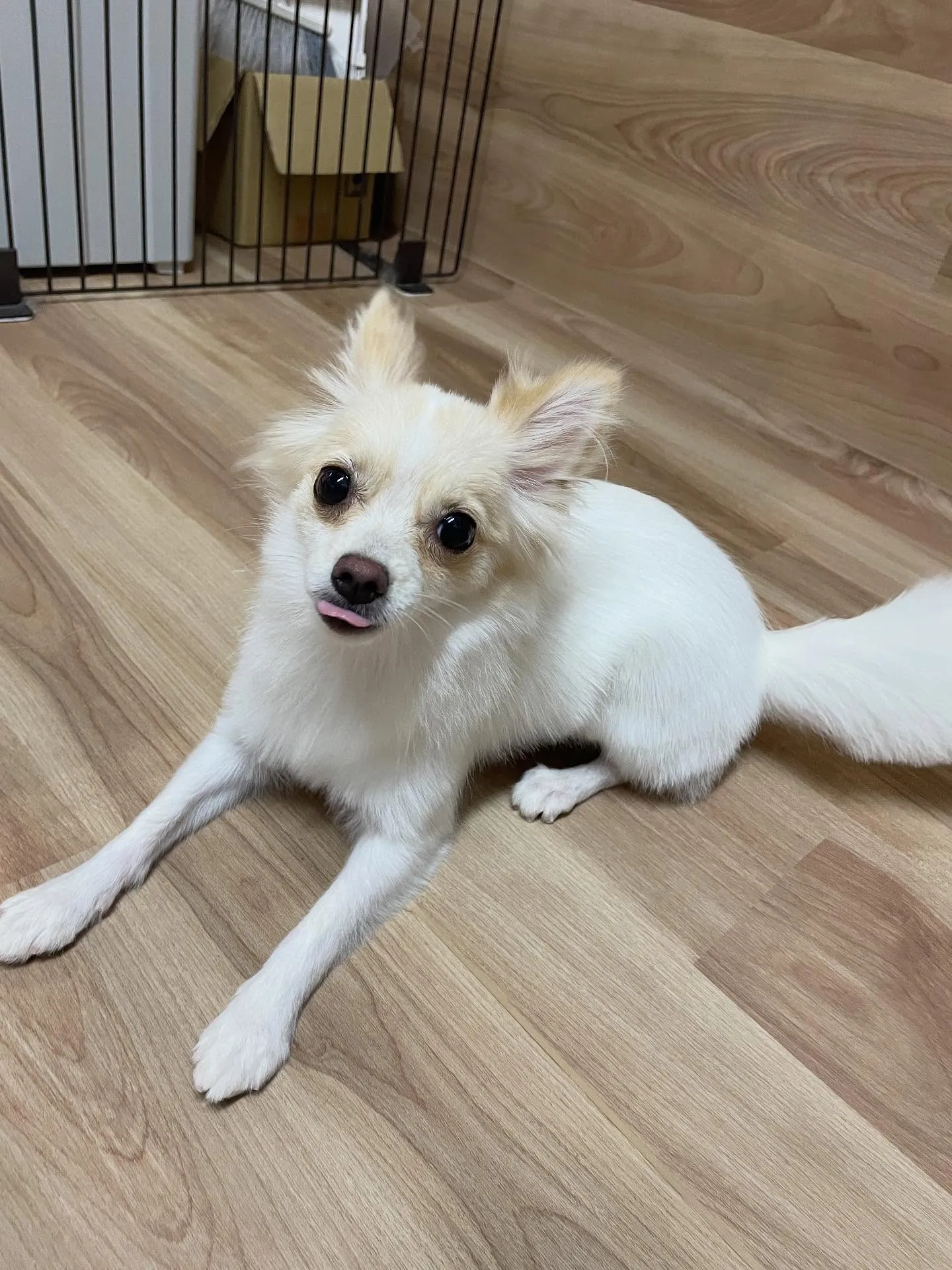 🍃今日のトリミング🍃ミックス犬🐶｜名東区・千種区・守山区の動...