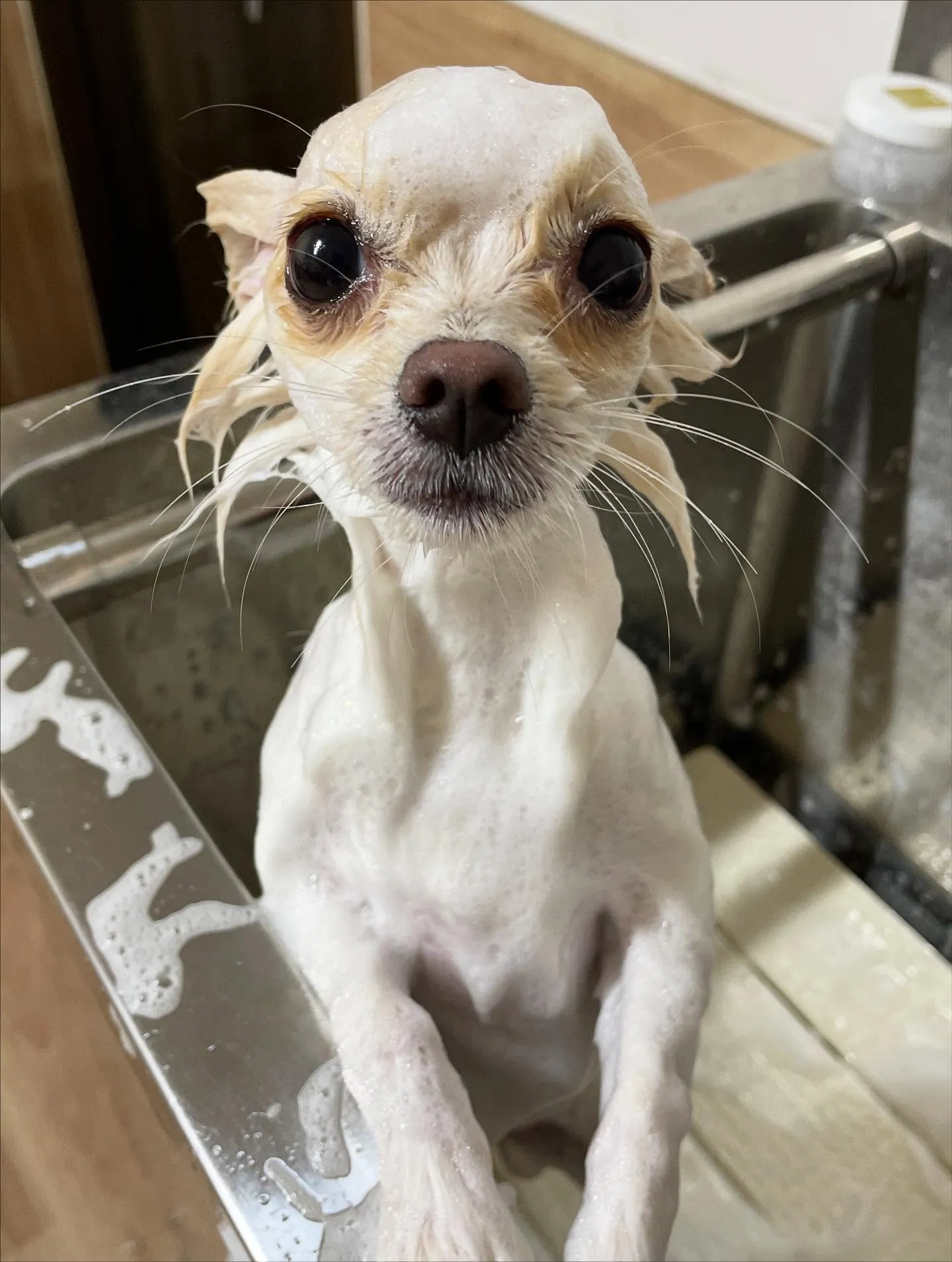 🍃今日のトリミング🍃ミックス犬🐶｜名東区・千種区・守山区の動...