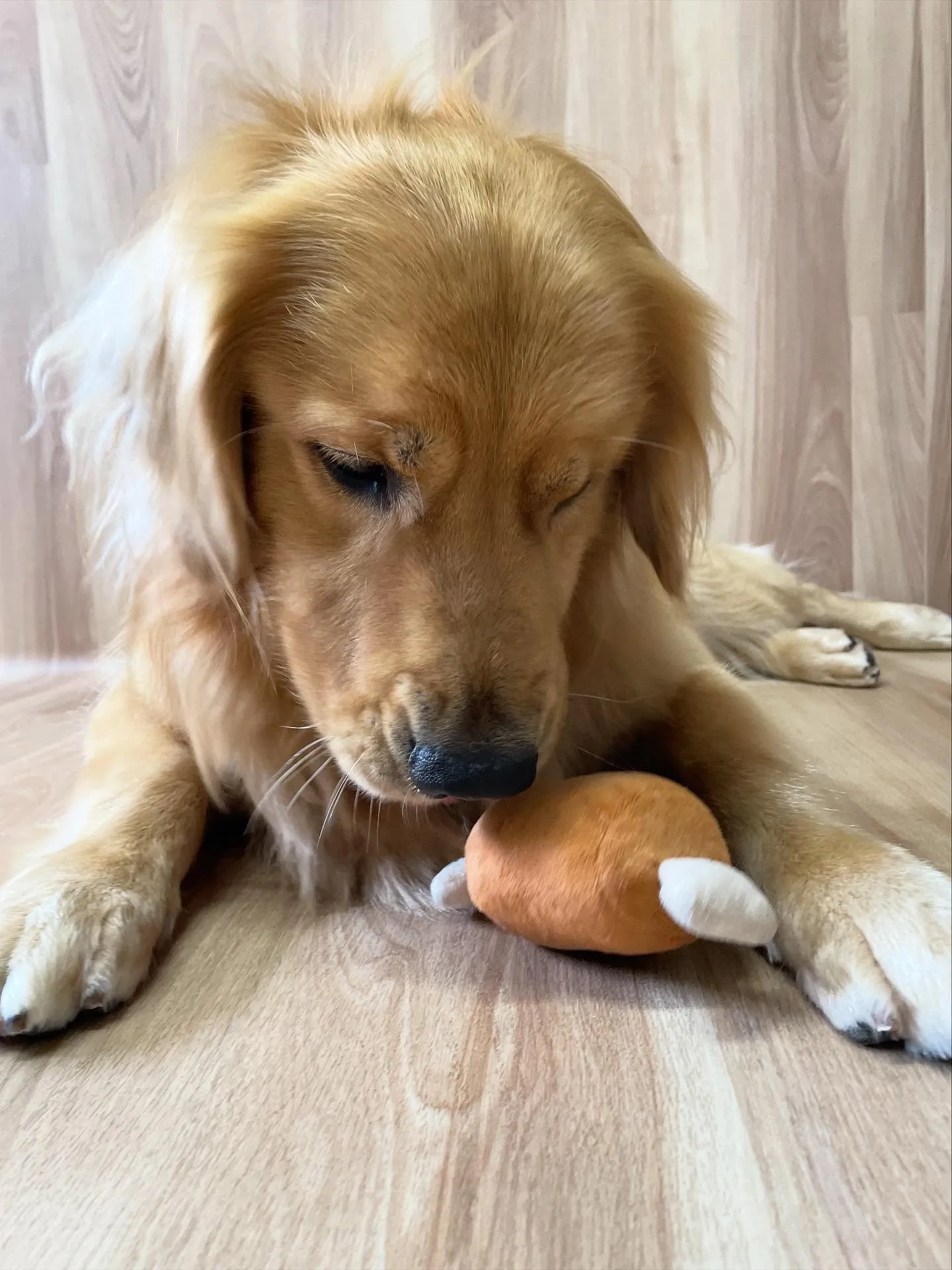 🍃今日のトリミング🍃ゴールデンレトリバー🐶｜名東区・千種区・...