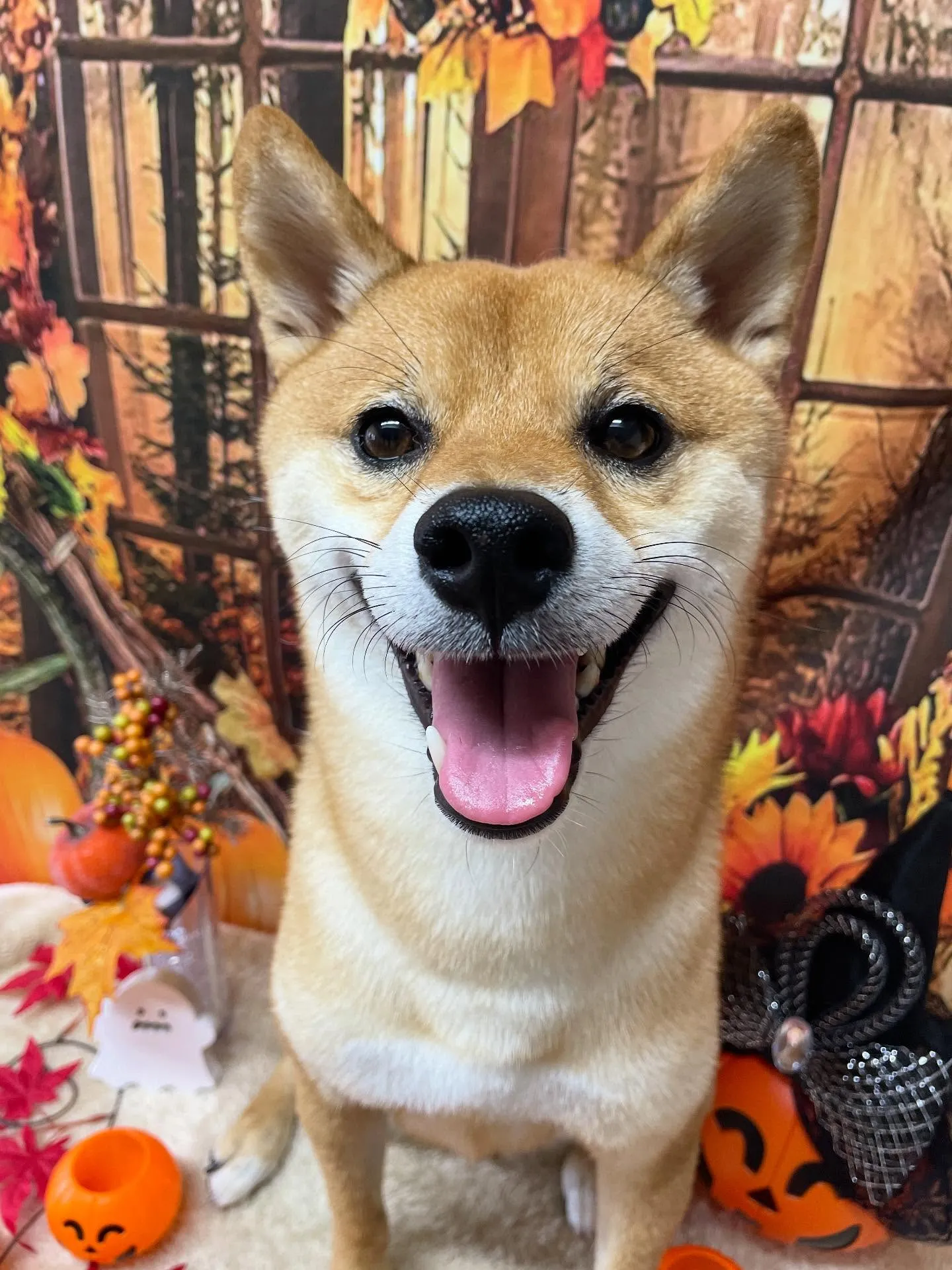 🍃今日のトリミング🍃柴犬🐶｜名東区・千種区・守山区の動物病院...