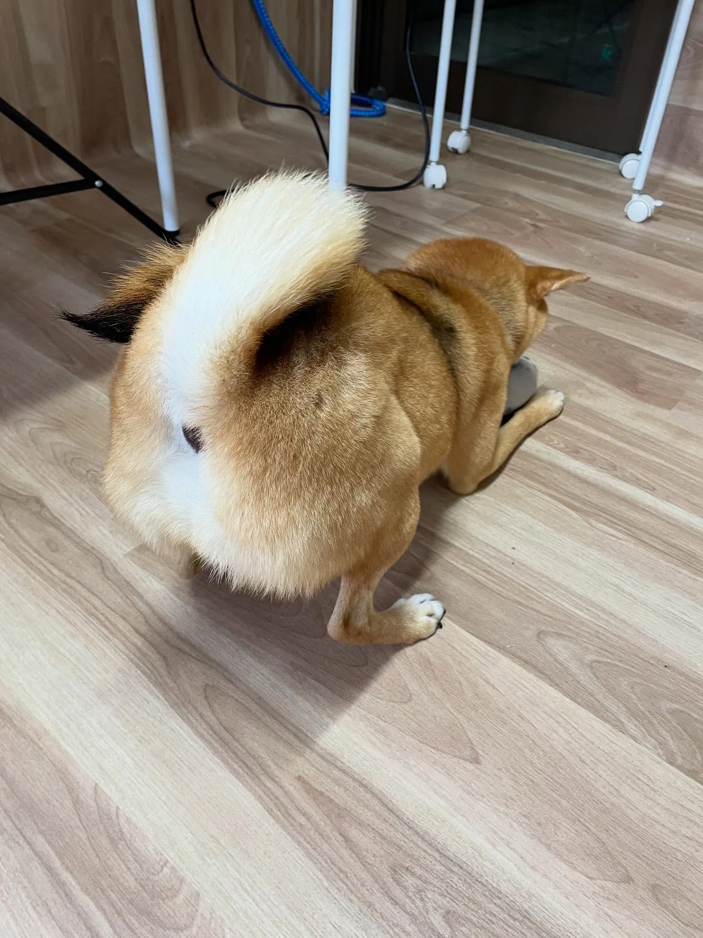 🍃今日のトリミング🍃柴犬🐶｜名東区・千種区・守山区の動物病院...