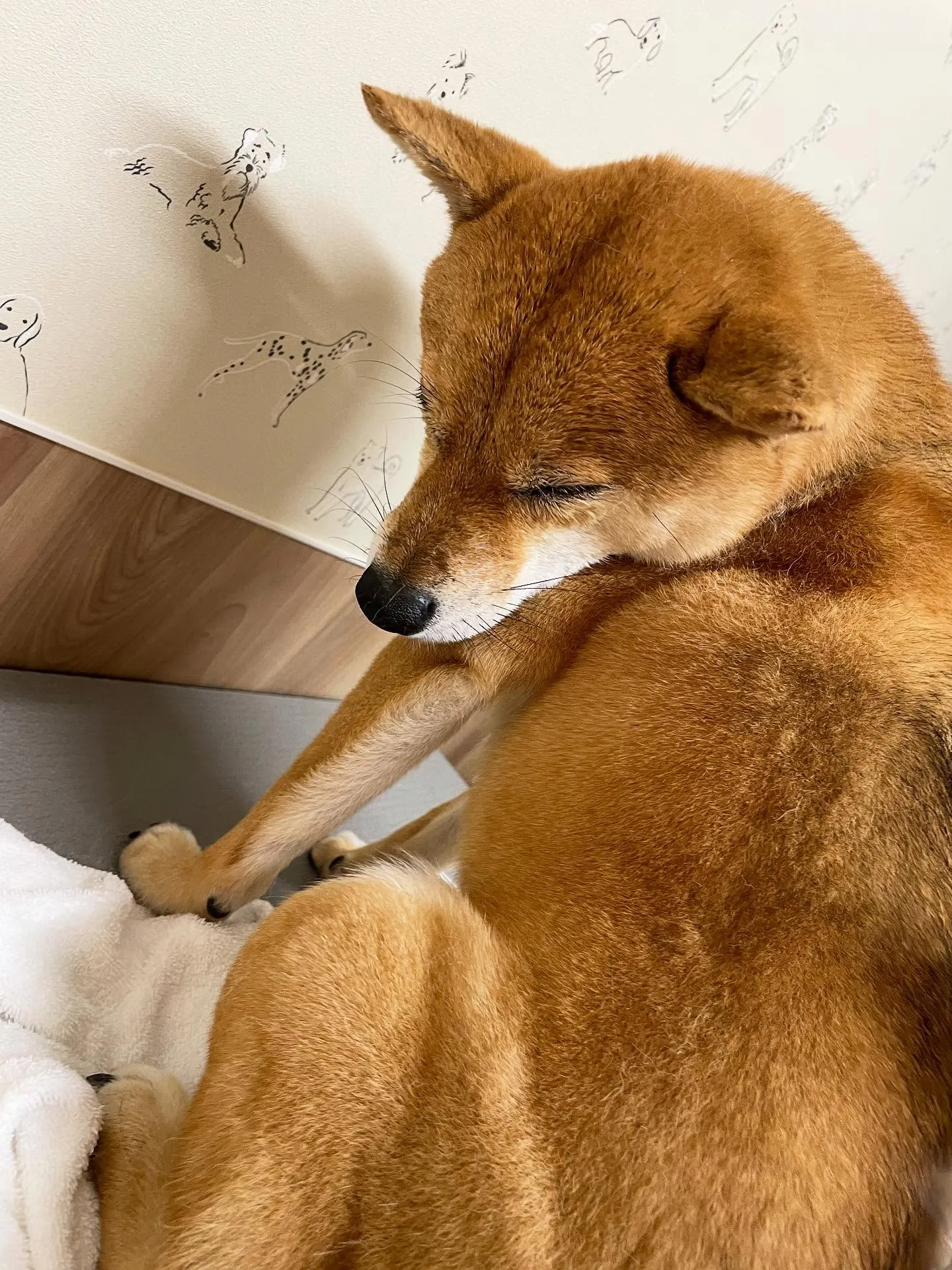 🍃今日のトリミング🍃柴犬🐶｜名東区・千種区・守山区の動物病院...