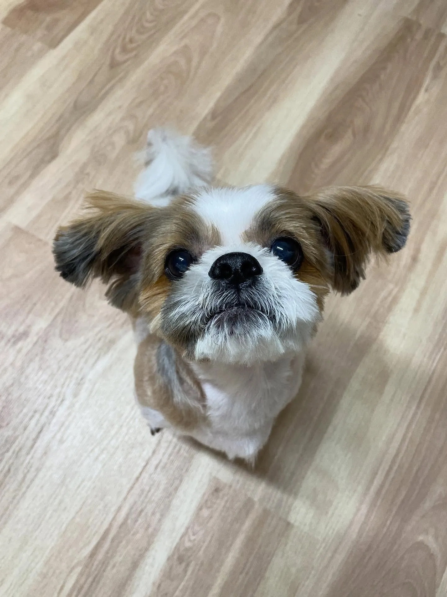 🍃今日のトリミング🍃シーズー🐶｜名東区・千種区・守山区の動物...