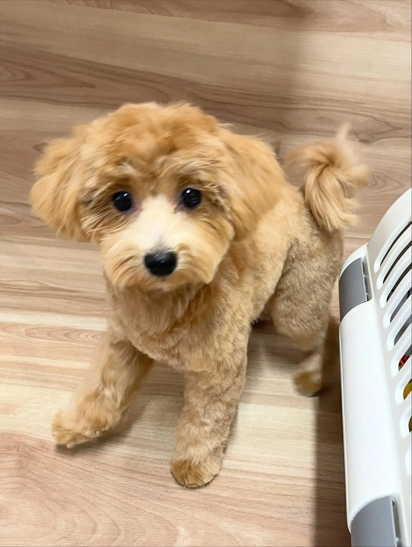 🍃今日のトリミング🍃ミックス犬🐶｜名東区・千種区・守山区の動...