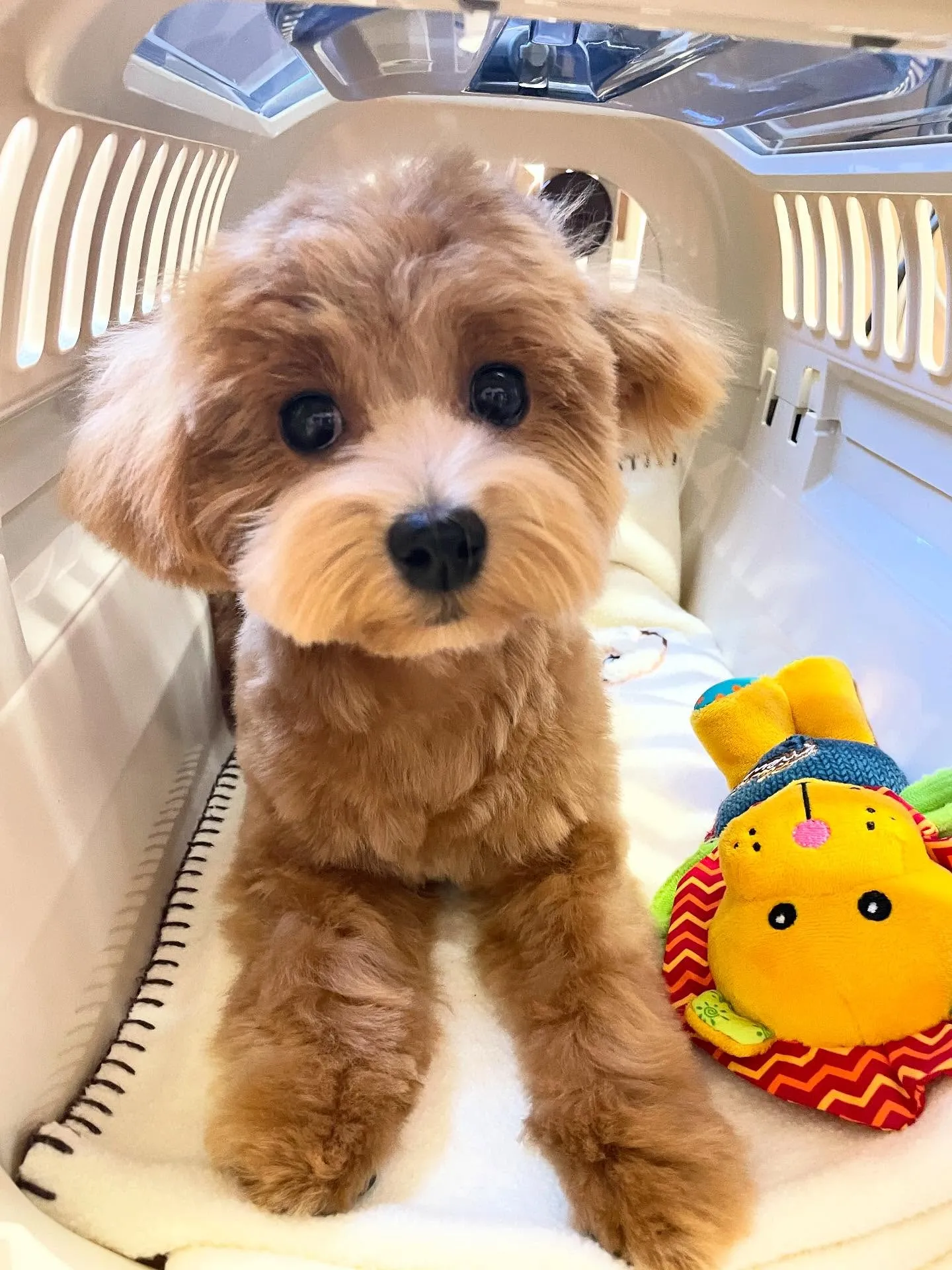 🍃今日のトリミング🍃ミックス犬🐶｜名東区・千種区・守山区の動...