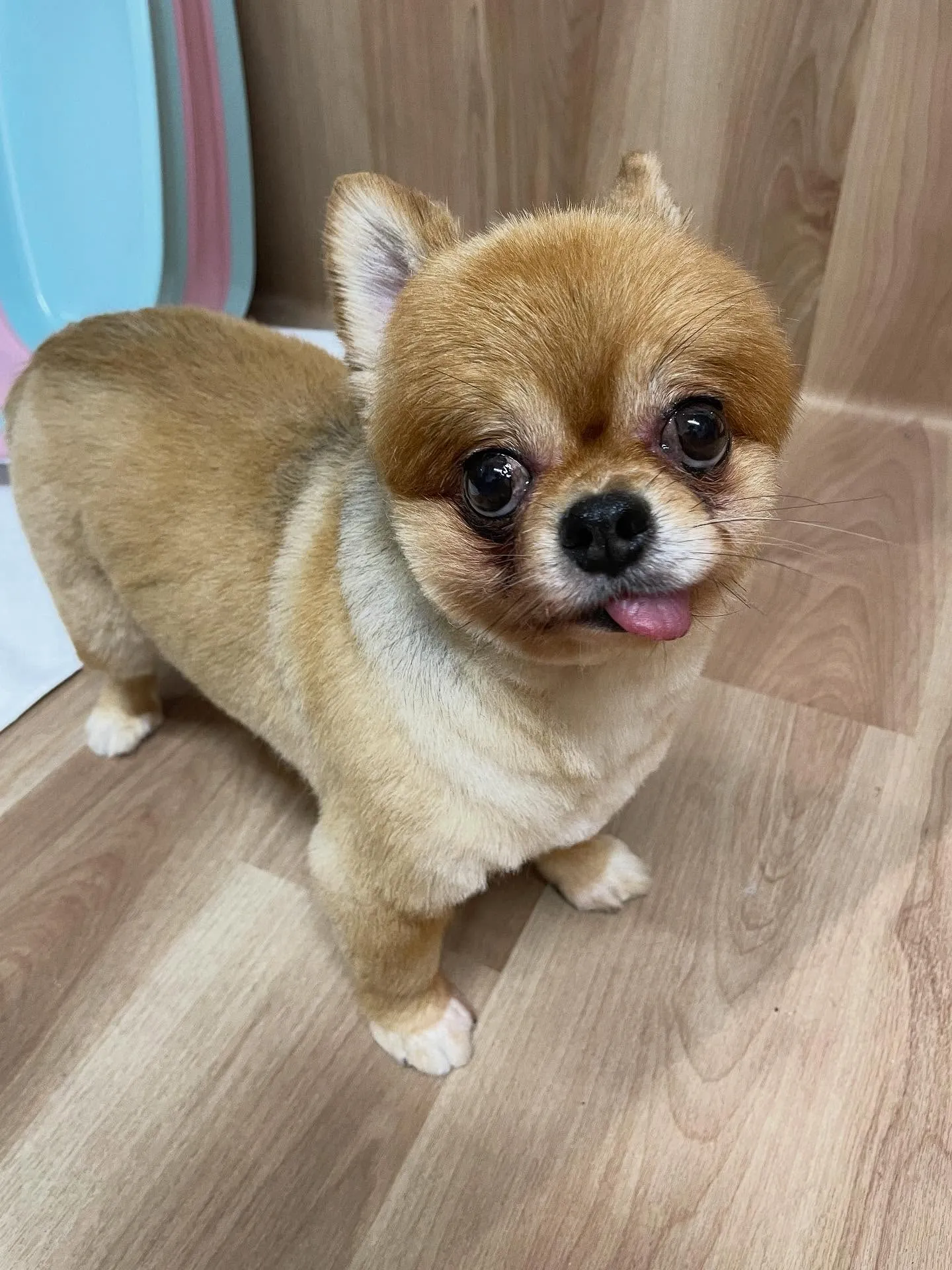 🍃今日のトリミング🍃ミックス犬🐶｜名東区・千種区・守山区の動...