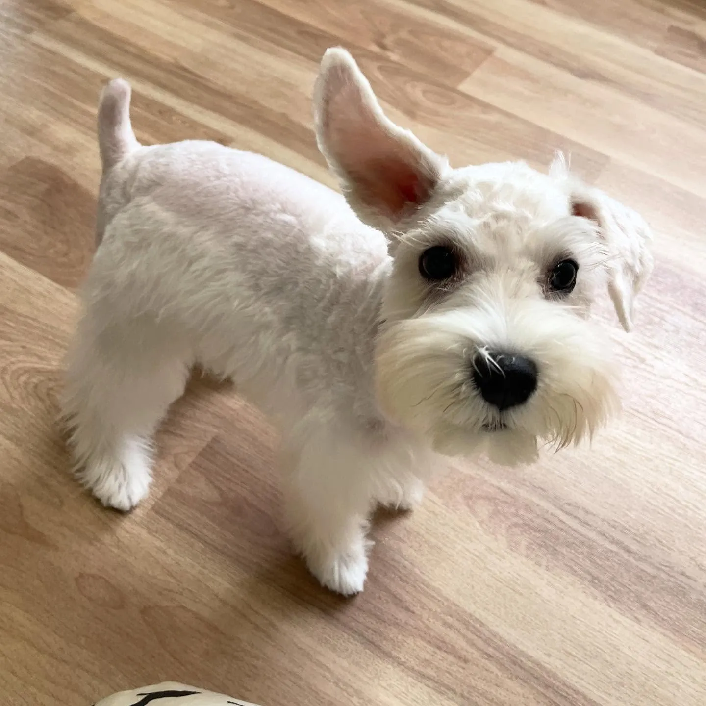 🍃今日のトリミング🍃ミニチュアシュナウザー🐶｜名東区・千種区...