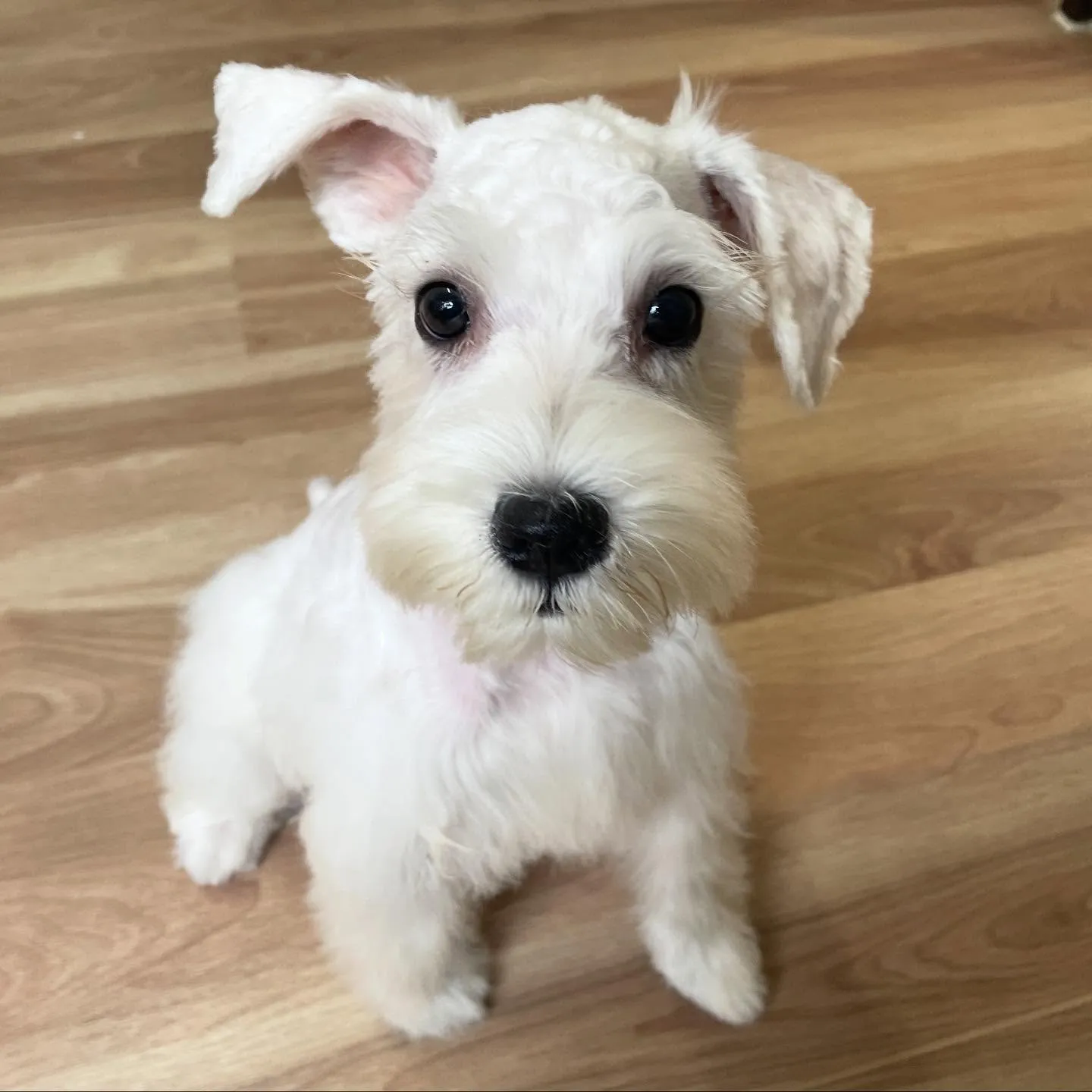 🍃今日のトリミング🍃ミニチュアシュナウザー🐶｜名東区・千種区...