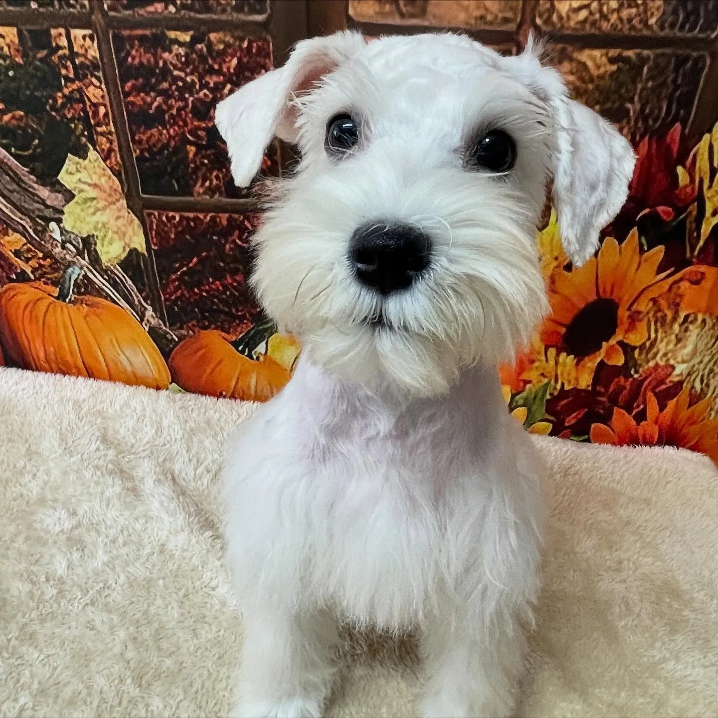🍃今日のトリミング🍃ミニチュアシュナウザー🐶｜名東区・千種区...