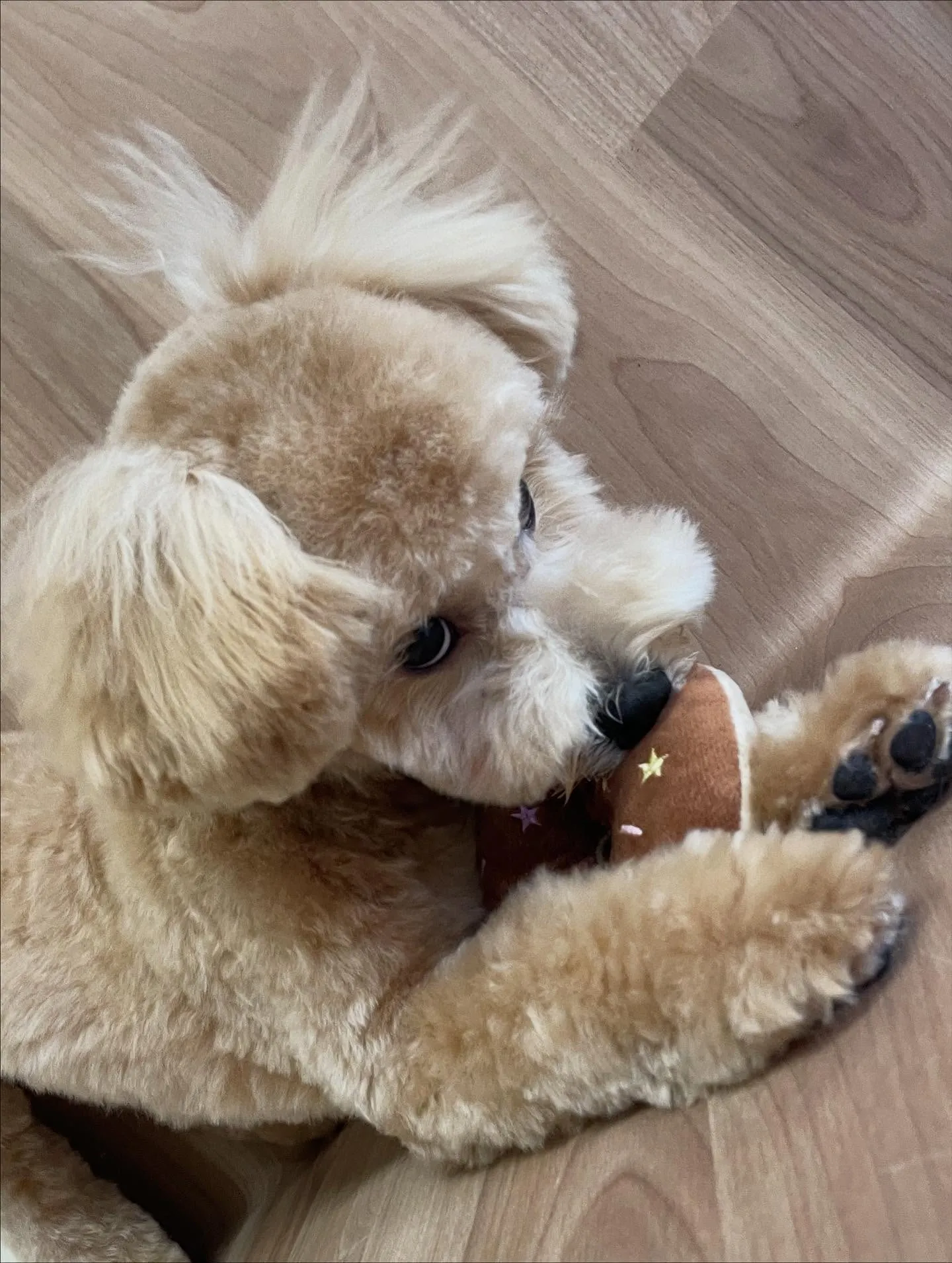 🍃今日のトリミング🍃ミックス犬🐶｜名東区・千種区・守山区の動...