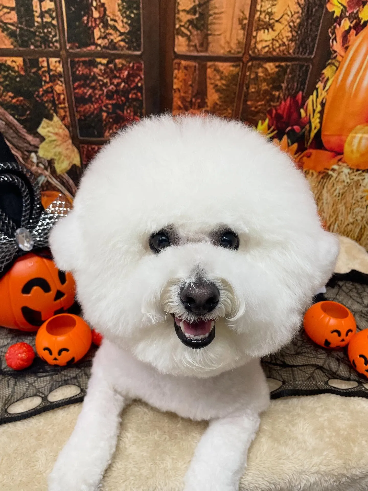 🍃今日のトリミング🍃ビションフリーゼ🐶｜名東区・千種区・守山...