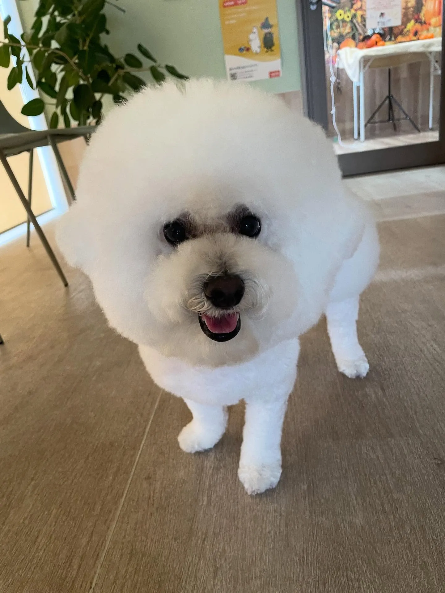 🍃今日のトリミング🍃ビションフリーゼ🐶｜名東区・千種区・守山...