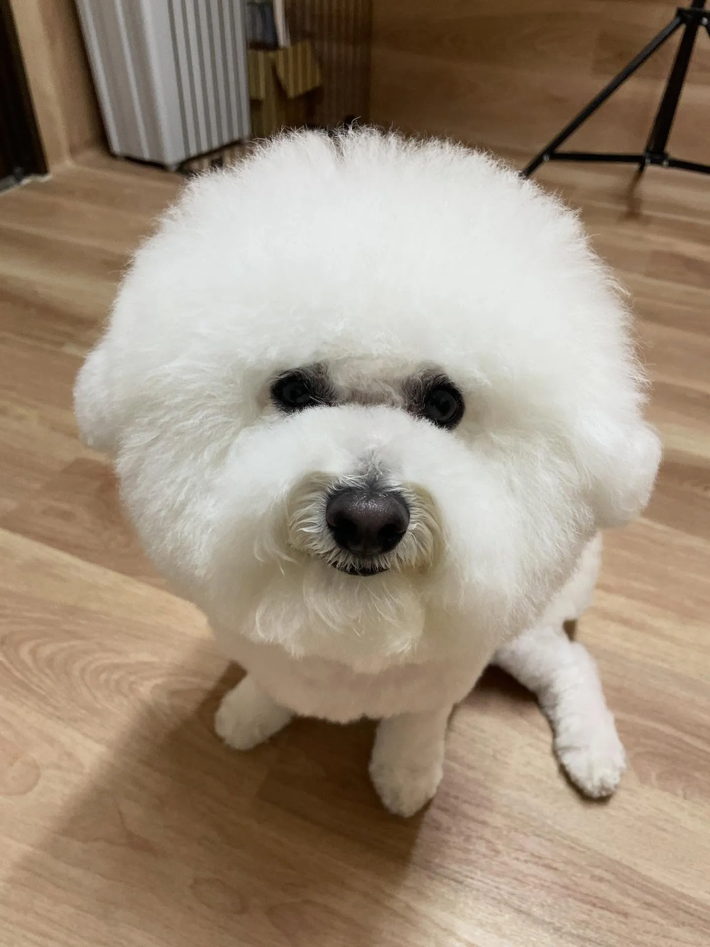 🍃今日のトリミング🍃ビションフリーゼ🐶｜名東区・千種区・守山...