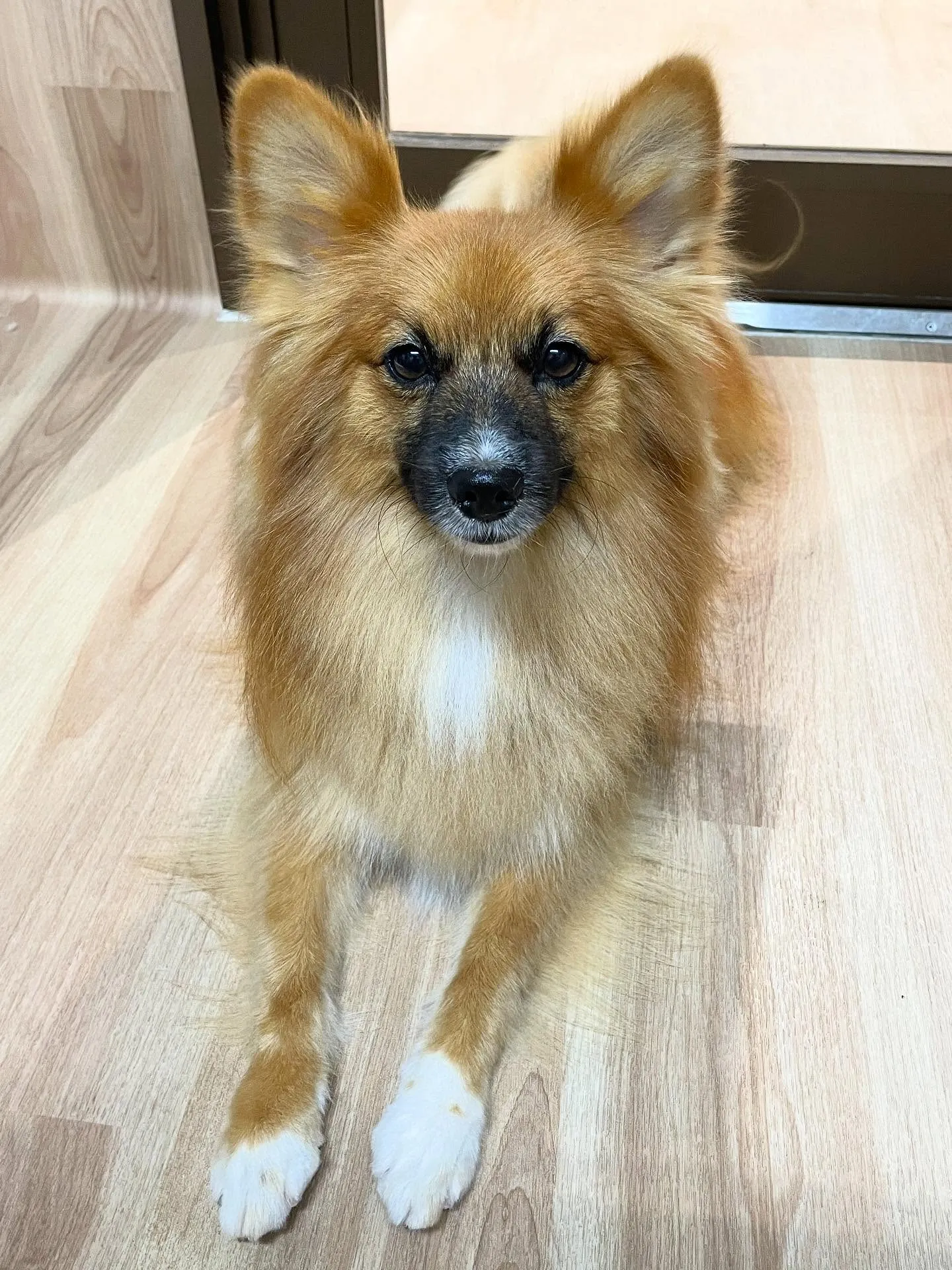 🍃今日のトリミング🍃ミックス犬🐶｜名東区・千種区・守山区の動...