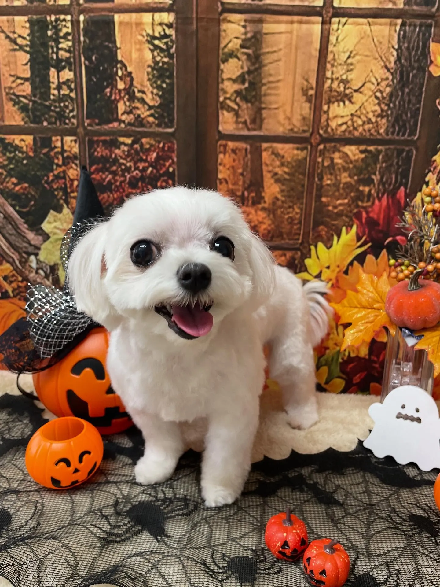 🍃今日のトリミング🍃マルチーズ🐶｜名東区・千種区・守山区の動...