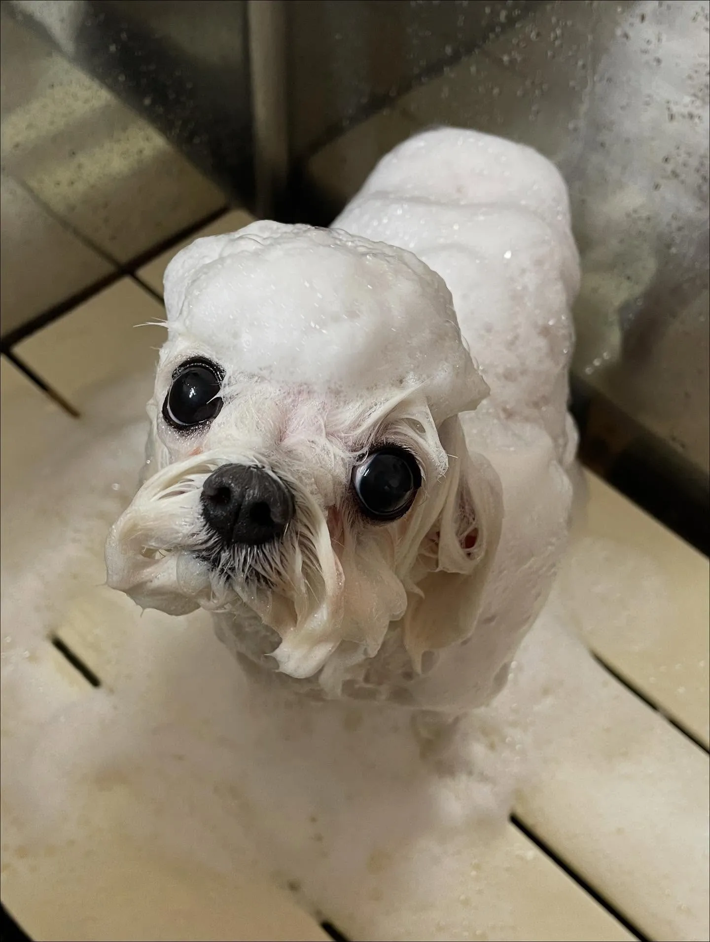🍃今日のトリミング🍃マルチーズ🐶｜名東区・千種区・守山区の動...