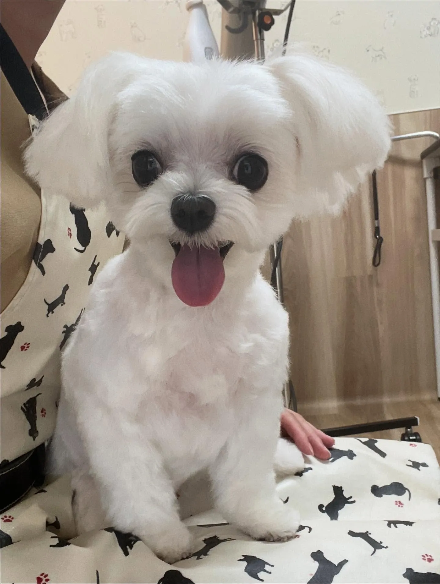 🍃今日のトリミング🍃マルチーズ🐶｜名東区・千種区・守山区の動...