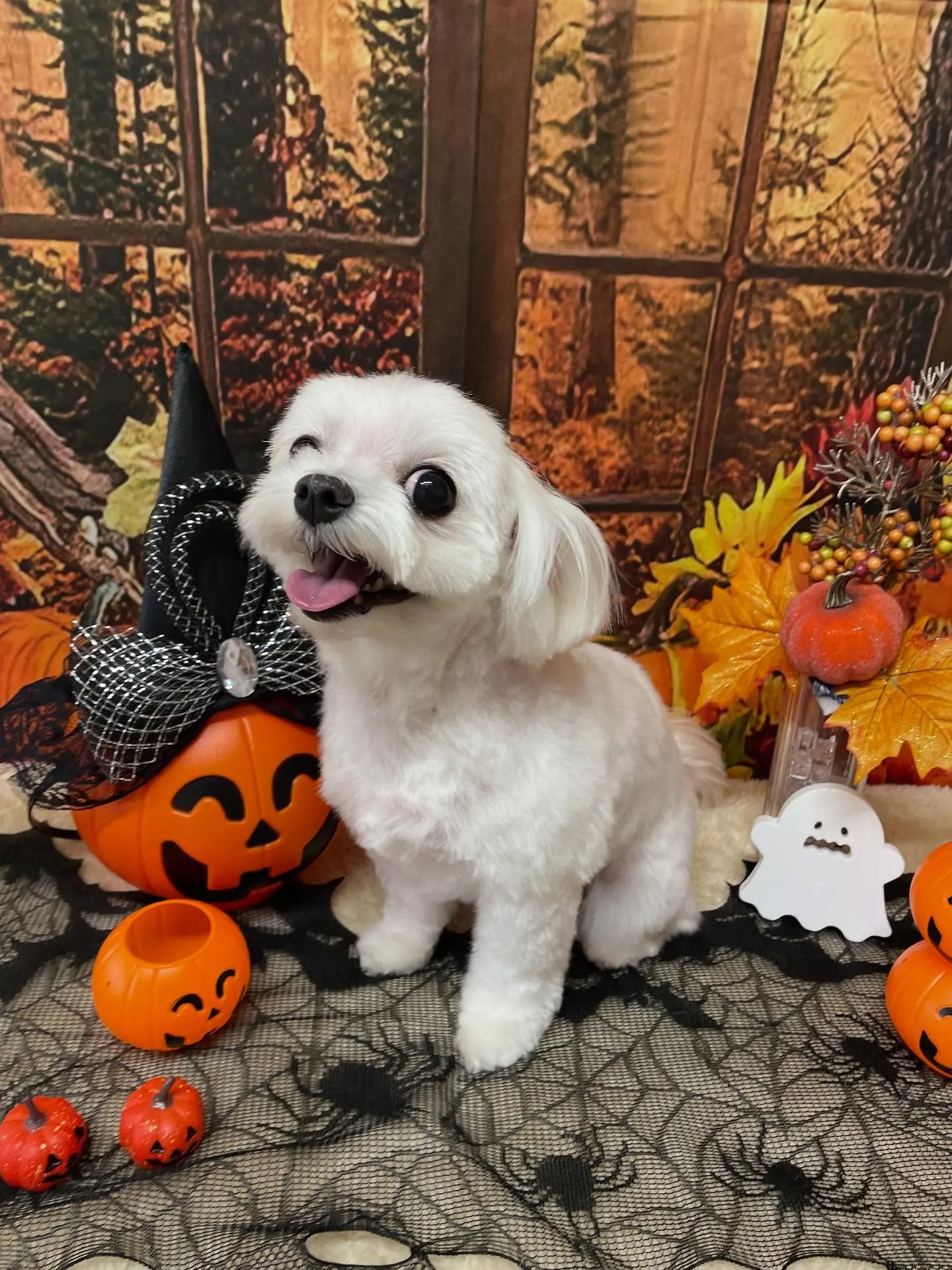 🍃今日のトリミング🍃マルチーズ🐶｜名東区・千種区・守山区の動...