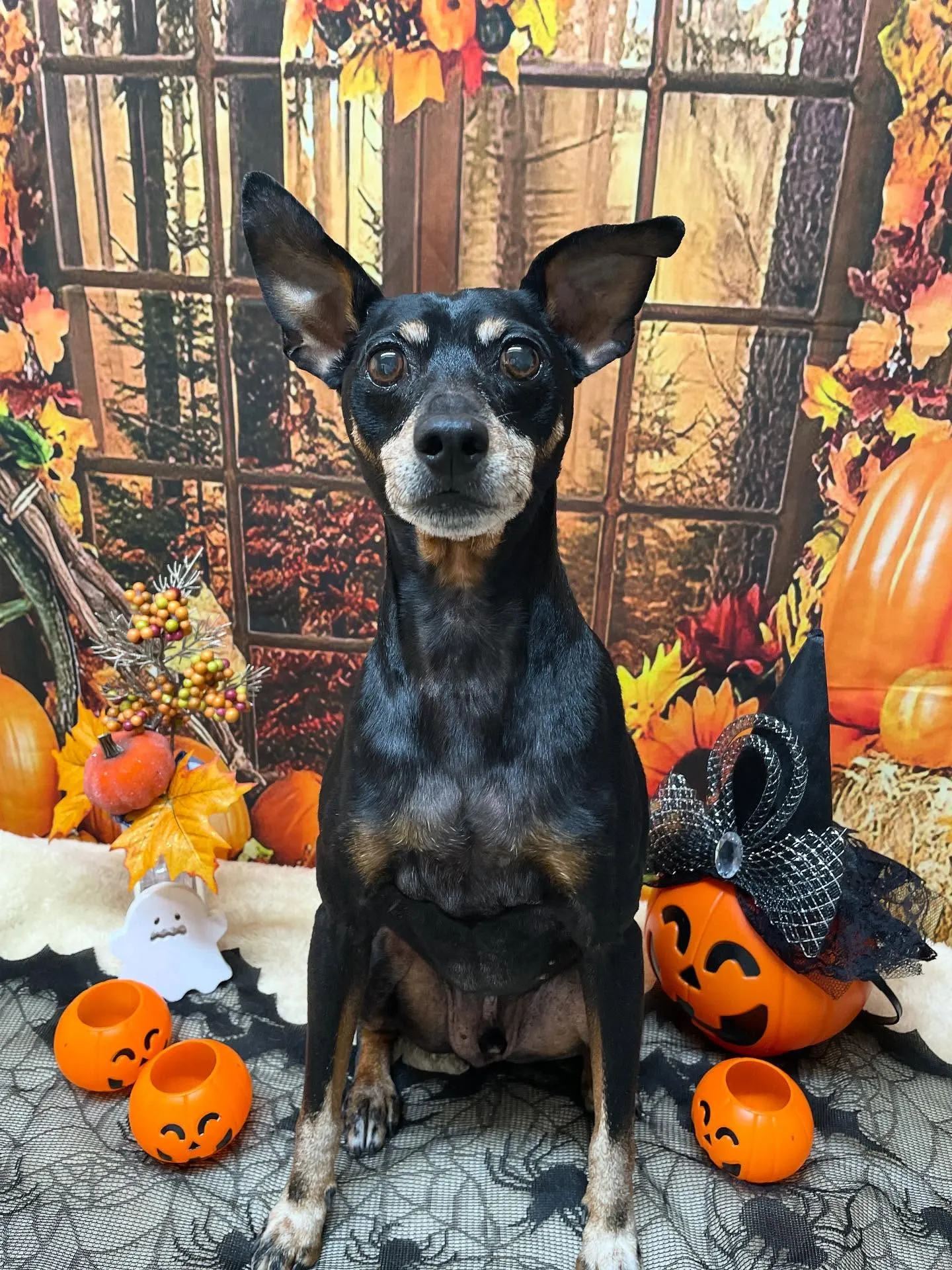 🍃今日のトリミング🍃ミニチュアピンシャー 🐶|名東区・千種区...