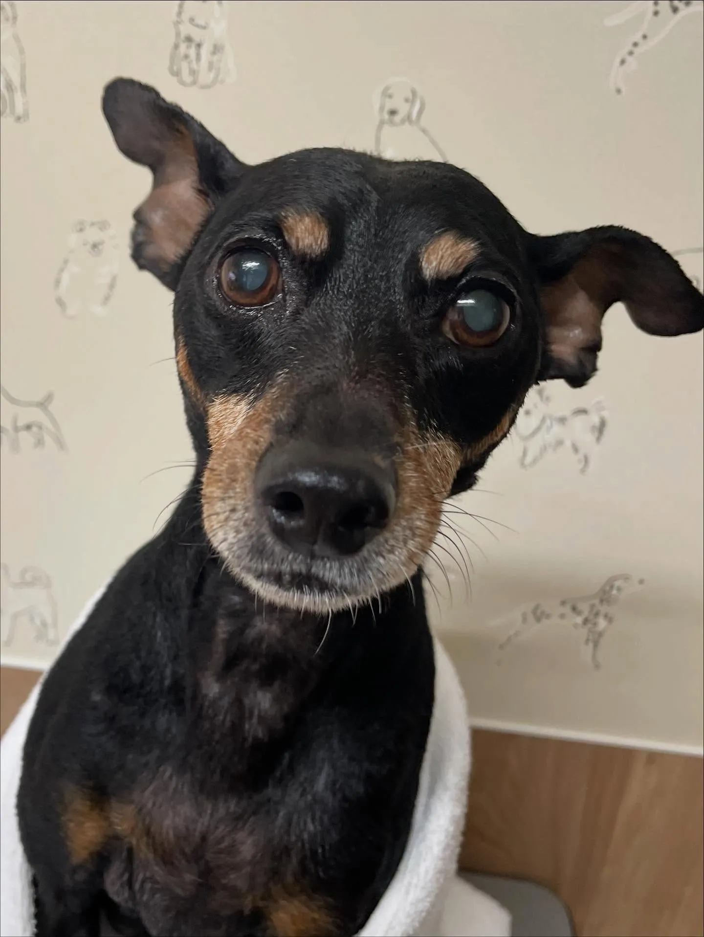 🍃今日のトリミング🍃ミニチュアピンシャー 🐶|名東区・千種区...