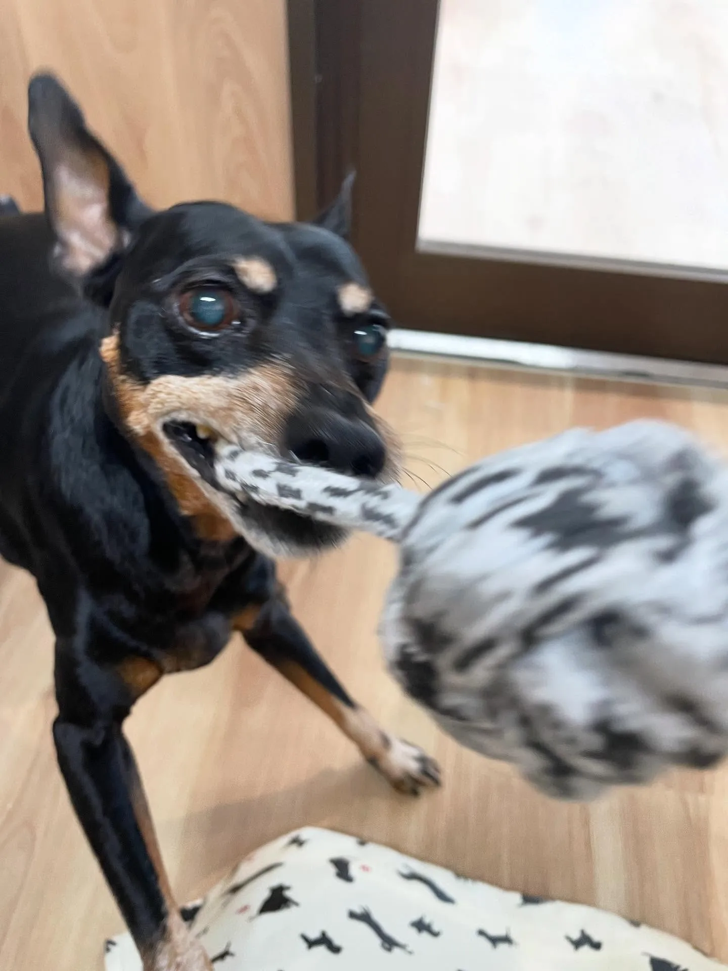 🍃今日のトリミング🍃ミニチュアピンシャー 🐶|名東区・千種区...
