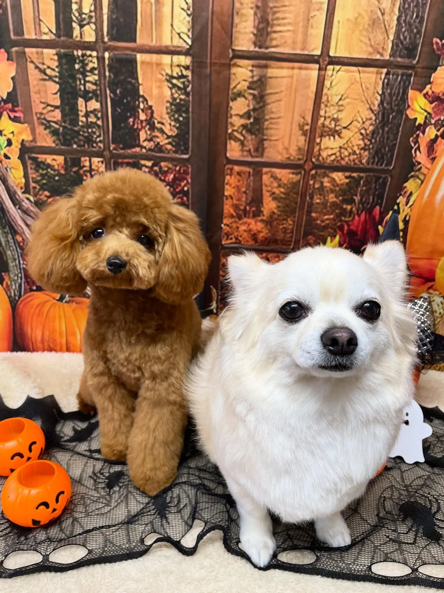 🍃今日のトリミング🍃チワワ🐶プードル🐶｜名東区・千種区・守山...
