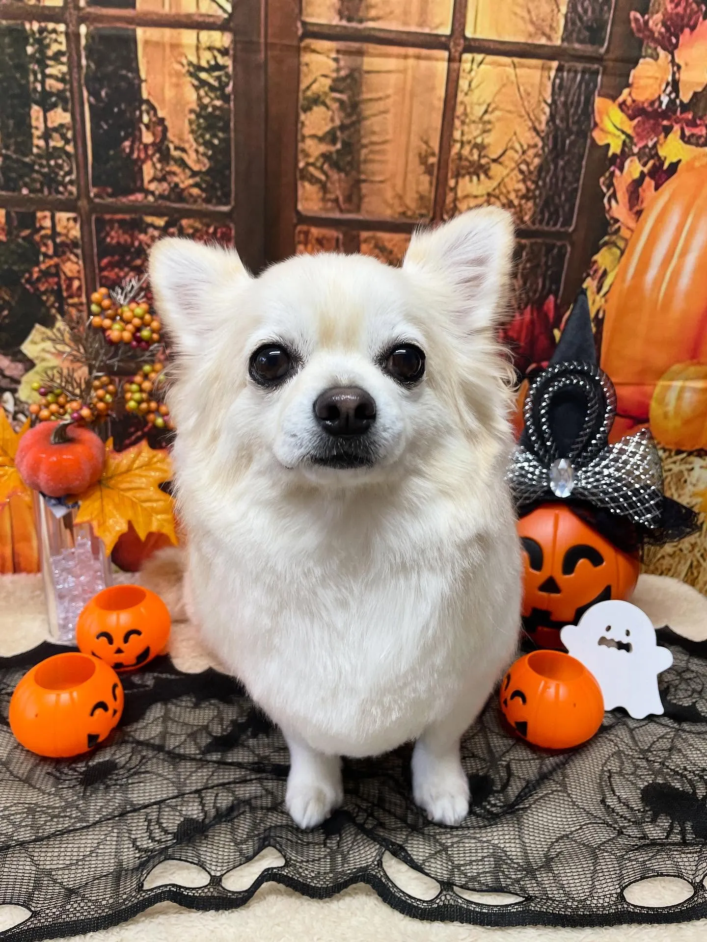 🍃今日のトリミング🍃チワワ🐶プードル🐶｜名東区・千種区・守山...