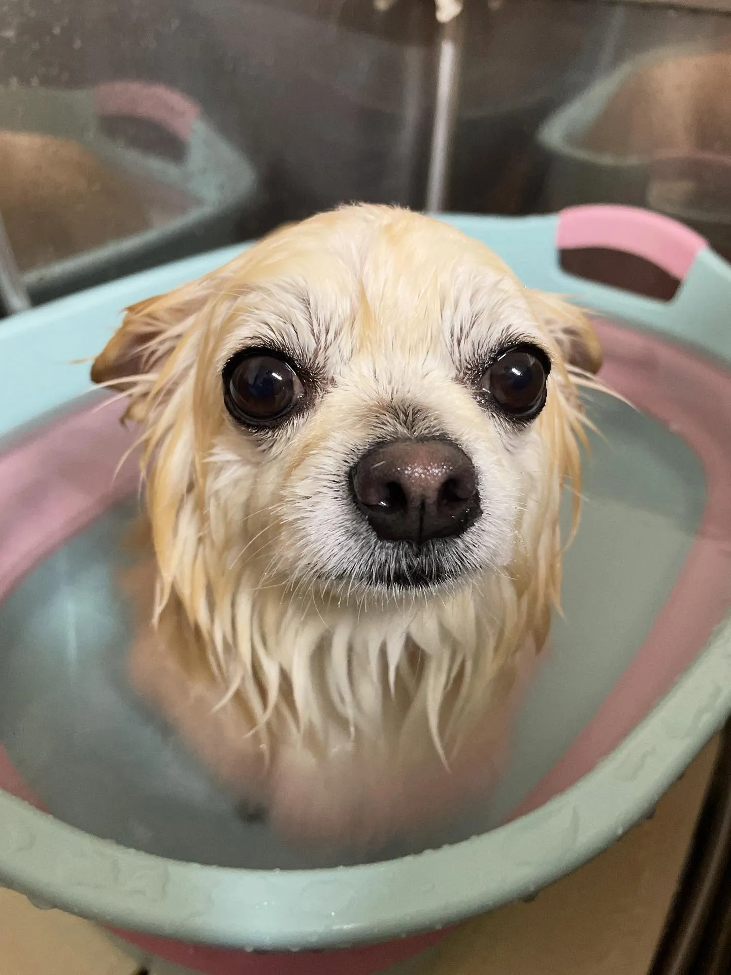 🍃今日のトリミング🍃チワワ🐶プードル🐶｜名東区・千種区・守山...