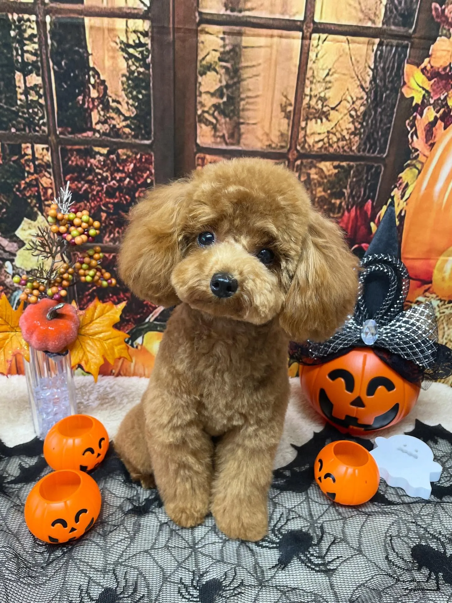 🍃今日のトリミング🍃チワワ🐶プードル🐶｜名東区・千種区・守山...