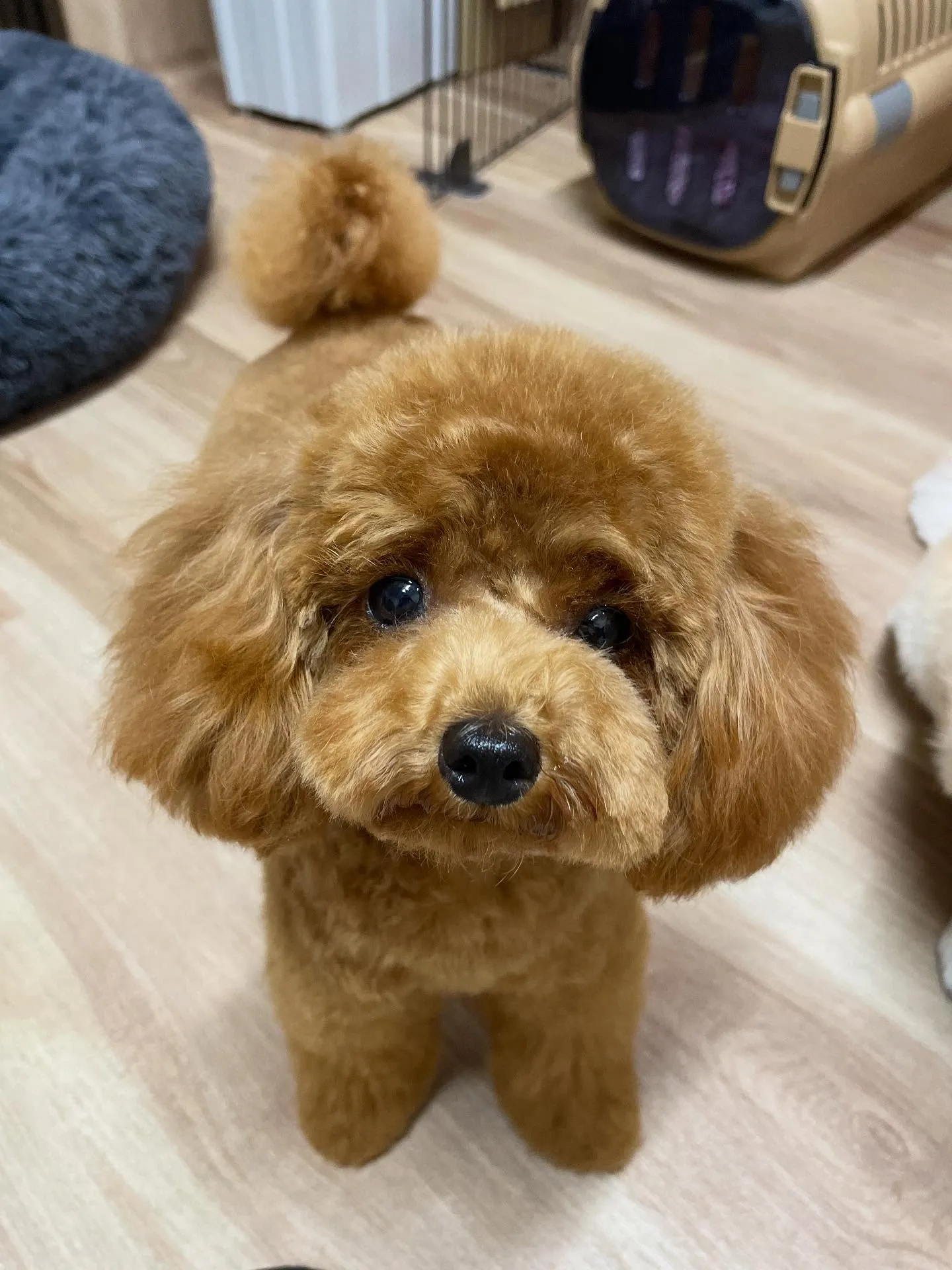 🍃今日のトリミング🍃チワワ🐶プードル🐶｜名東区・千種区・守山...