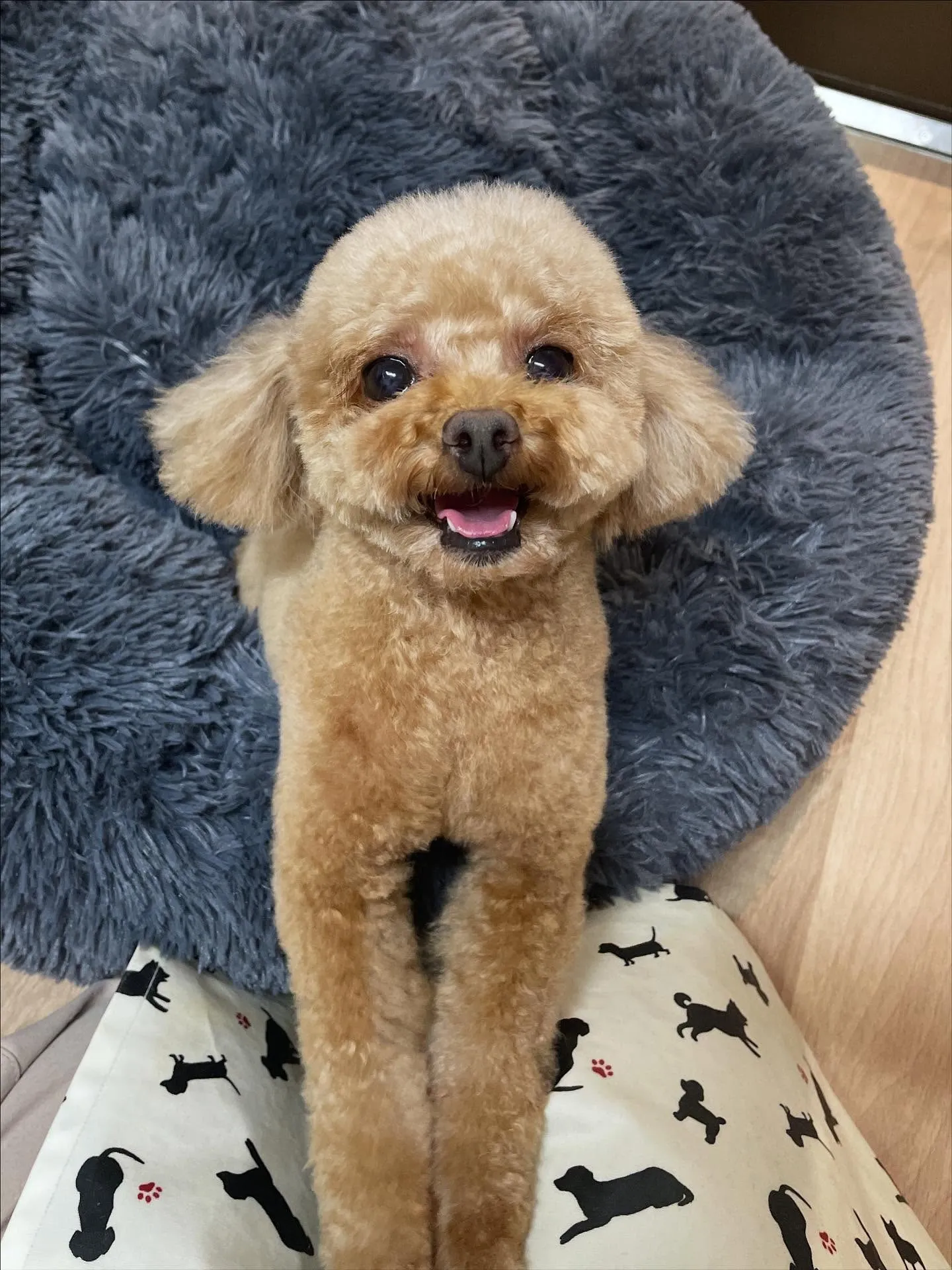 🍃今日のトリミング🍃プードル🐶｜名東区・千種区・守山区の動物...