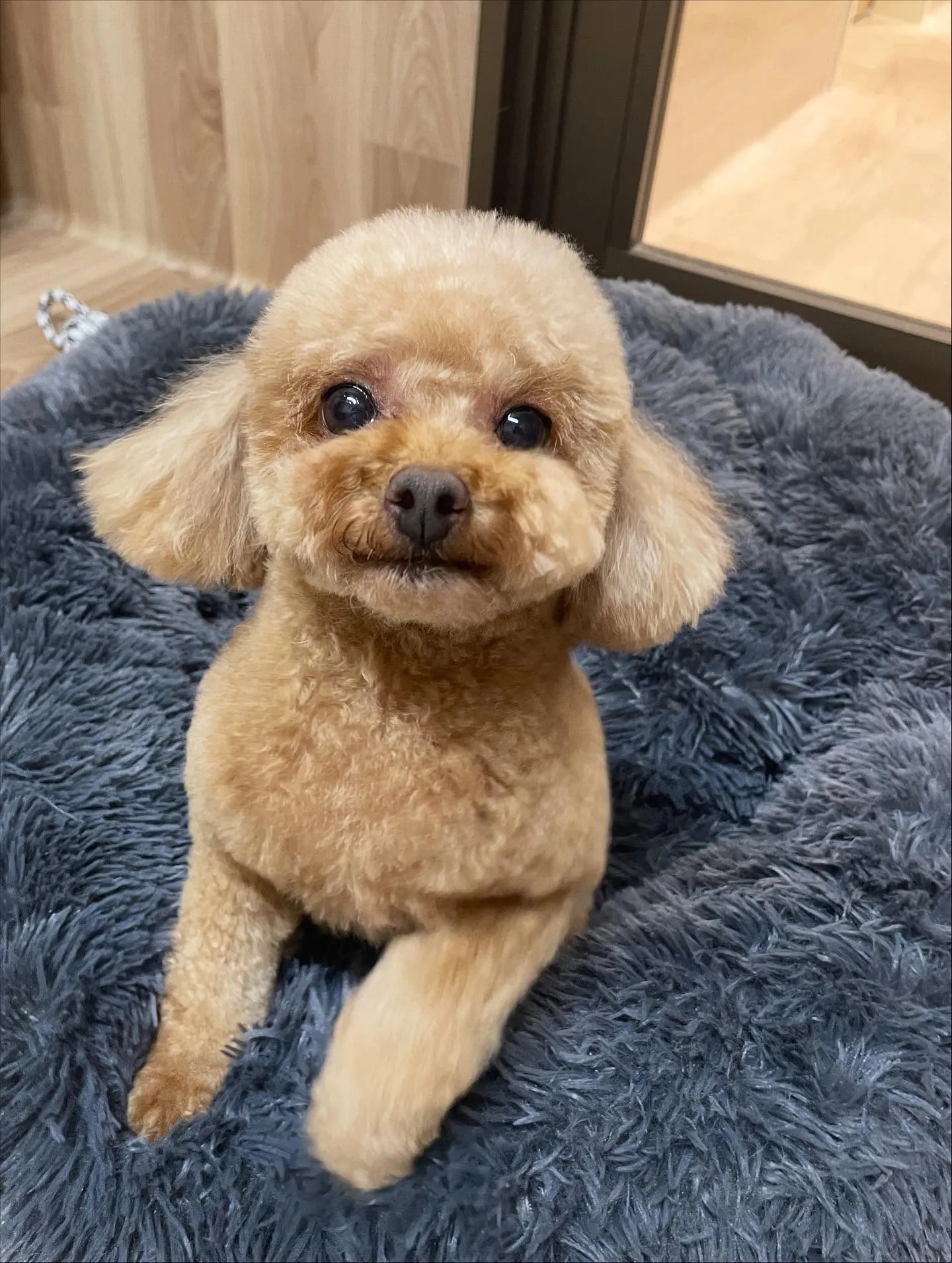🍃今日のトリミング🍃プードル🐶｜名東区・千種区・守山区の動物...