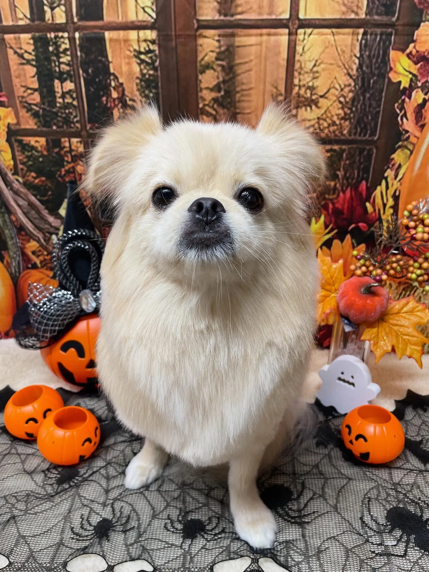 🍃今日のトリミング🍃ミックス犬🐶｜名東区・千種区・守山区の動...