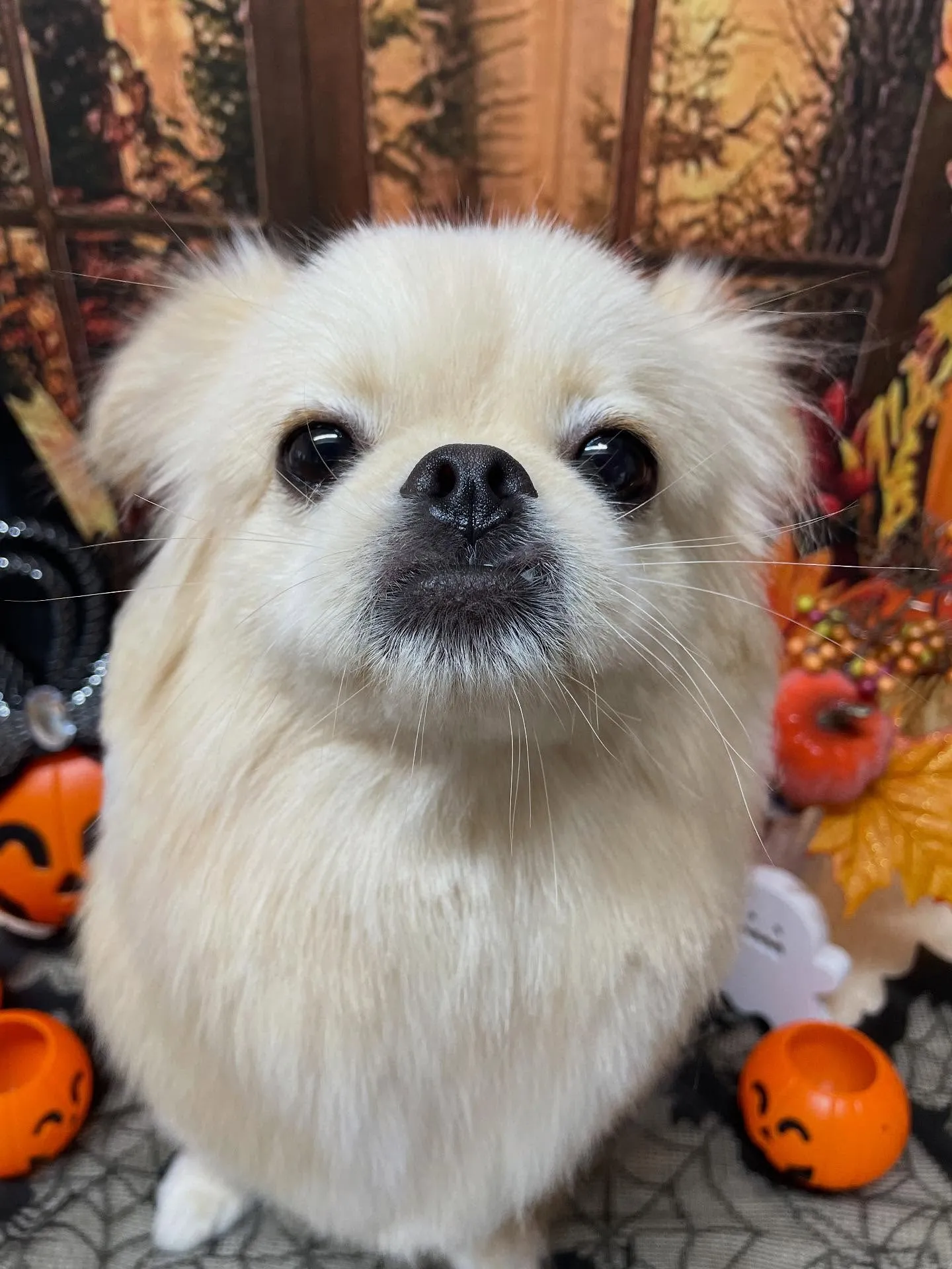 🍃今日のトリミング🍃ミックス犬🐶｜名東区・千種区・守山区の動...