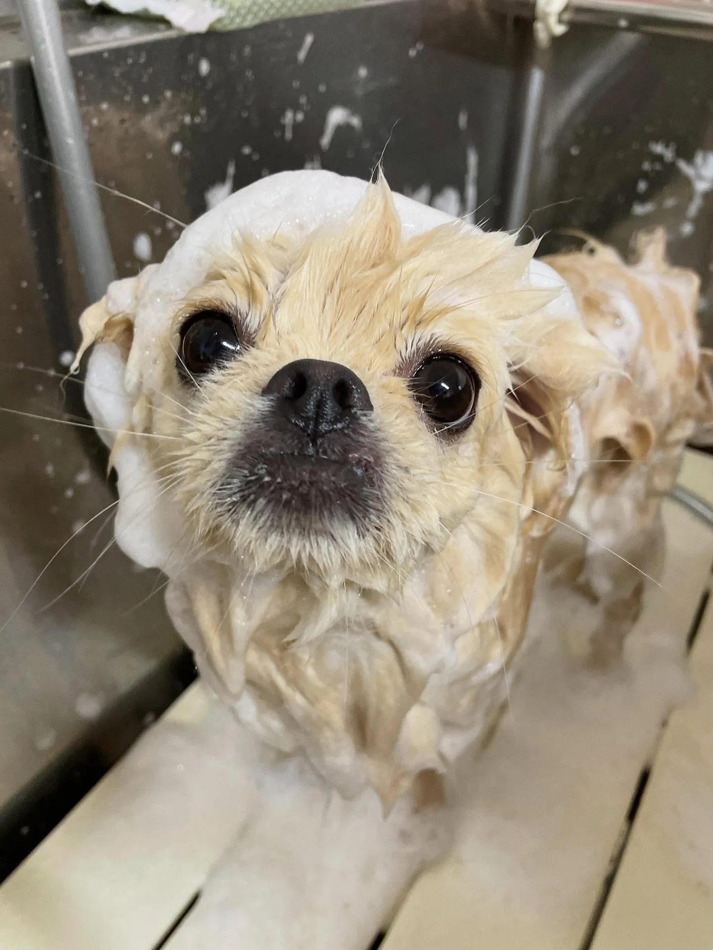 🍃今日のトリミング🍃ミックス犬🐶｜名東区・千種区・守山区の動...