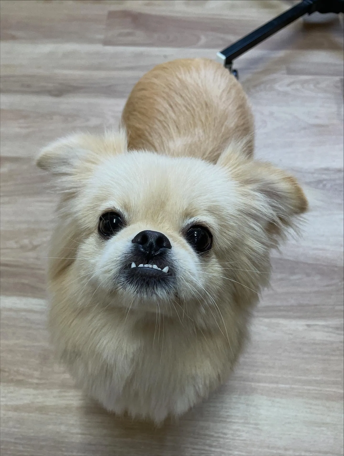 🍃今日のトリミング🍃ミックス犬🐶｜名東区・千種区・守山区の動...