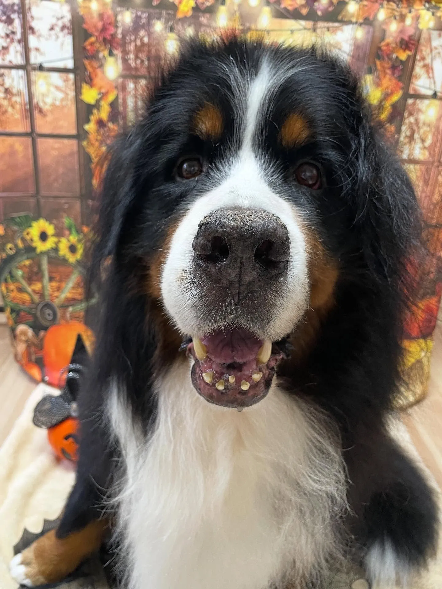 🍃今日のトリミング🍃バーニーズマウンテンドッグ🐶｜名東区・千...