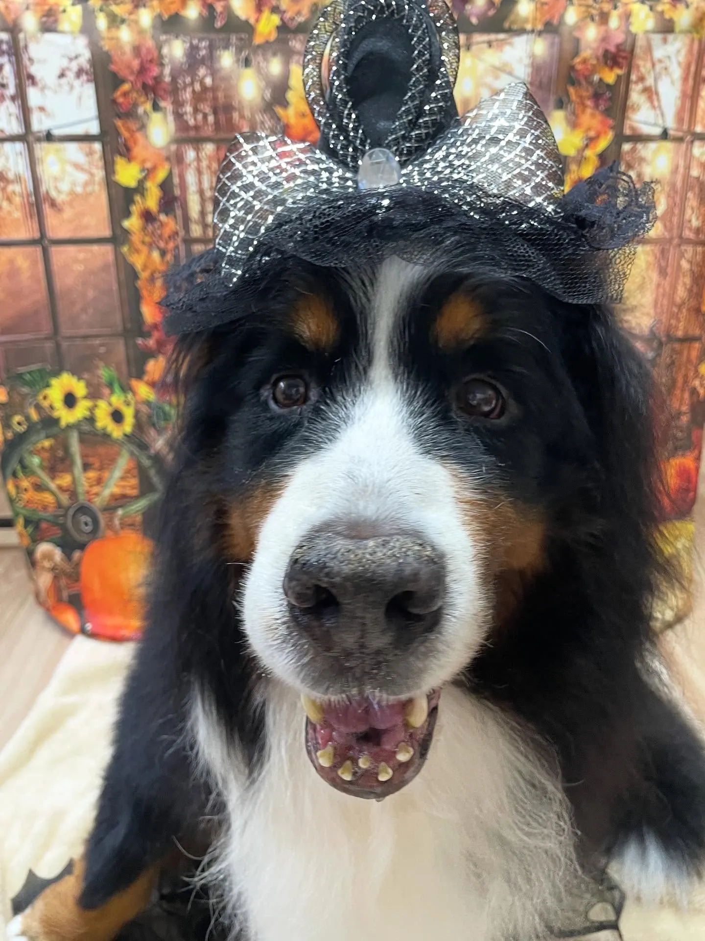 🍃今日のトリミング🍃バーニーズマウンテンドッグ🐶｜名東区・千...