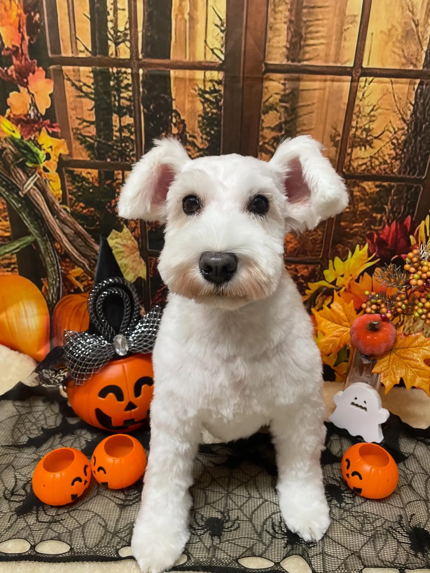 🍃今日のトリミング🍃ミニチュアシュナウザー🐶｜名東区・千種区...