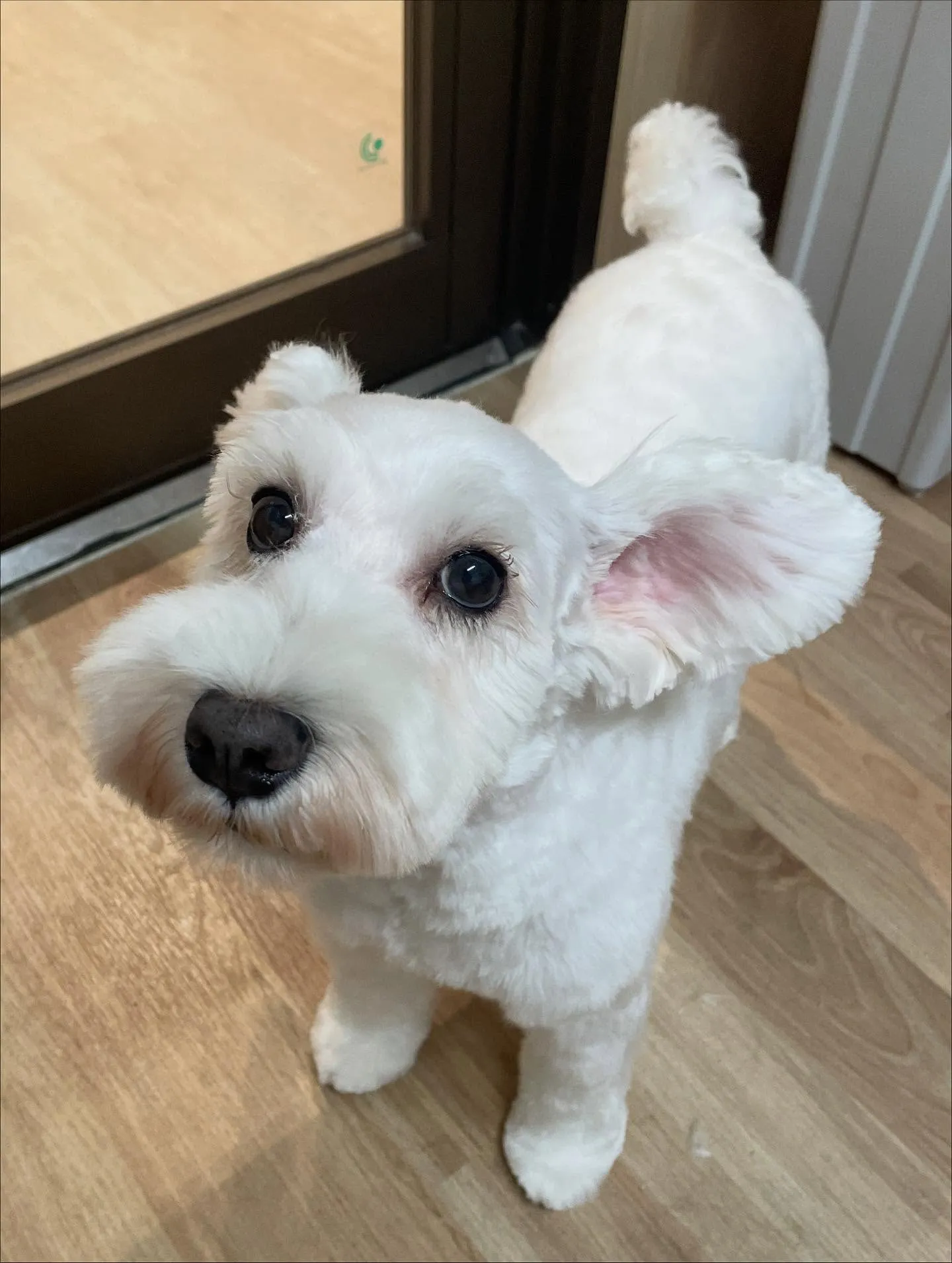 🍃今日のトリミング🍃ミニチュアシュナウザー🐶｜名東区・千種区...