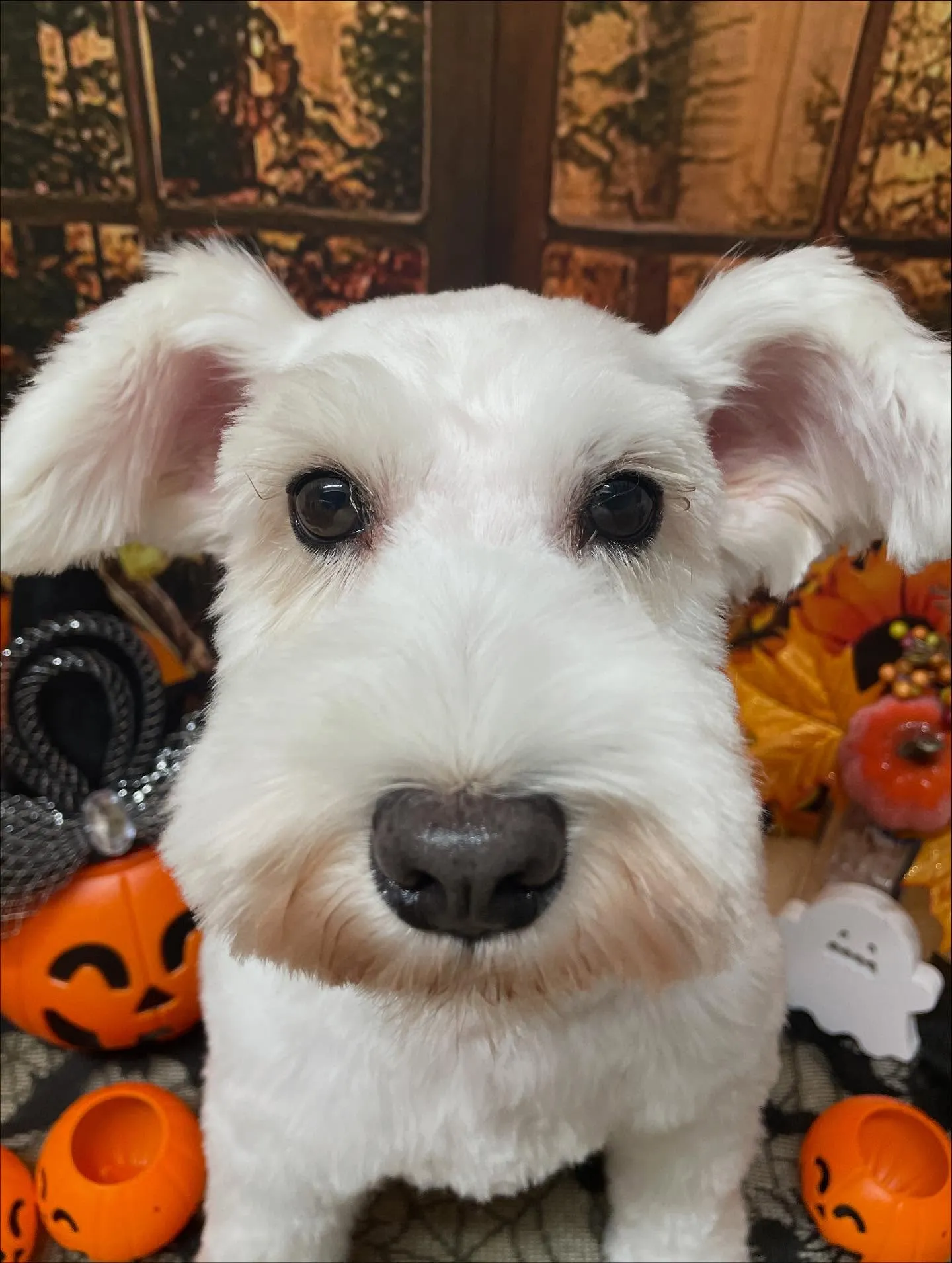 🍃今日のトリミング🍃ミニチュアシュナウザー🐶｜名東区・千種区...