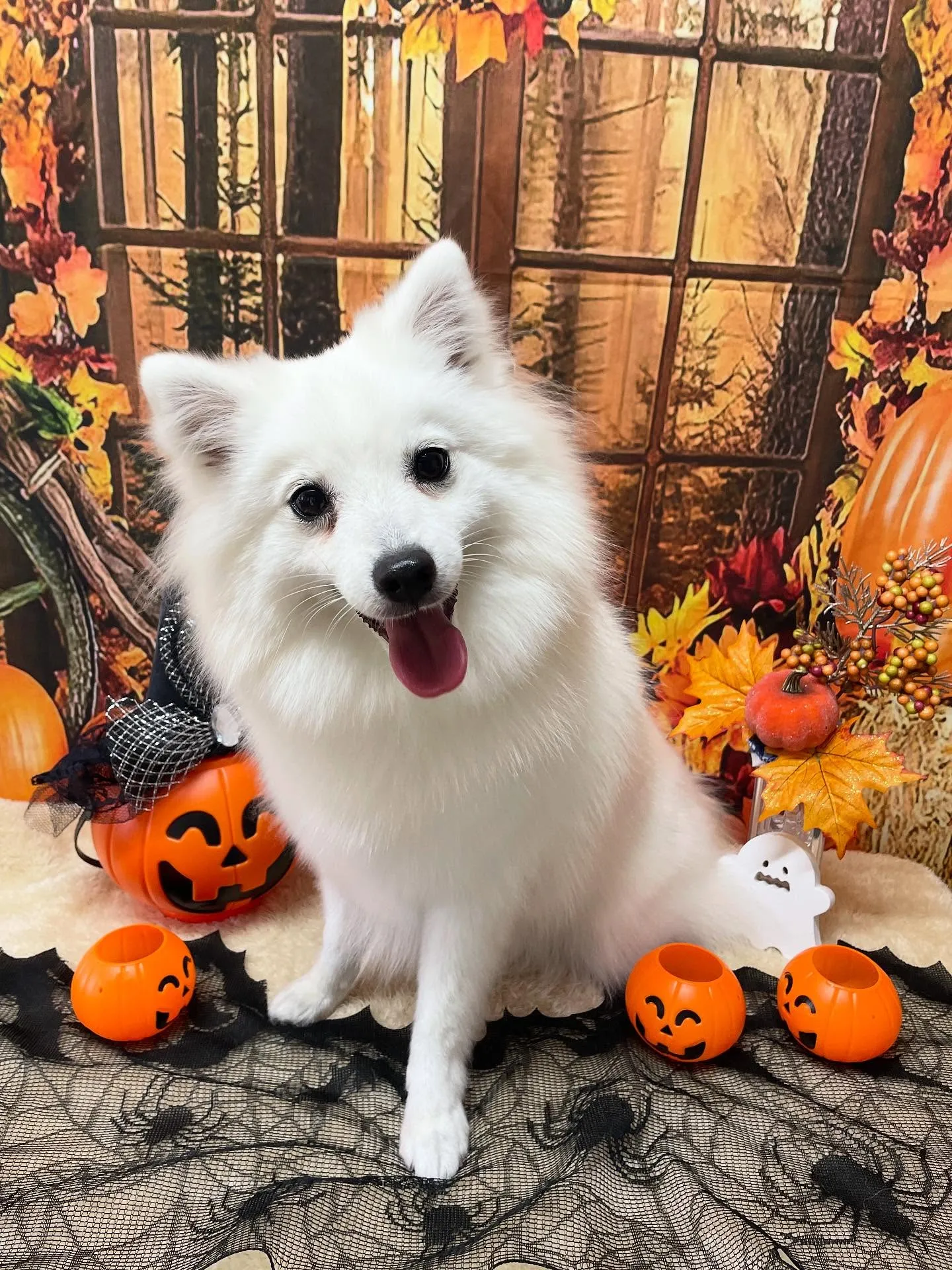 🍃今日のトリミング🍃スピッツ🐶｜名東区・千種区・守山区の動物...