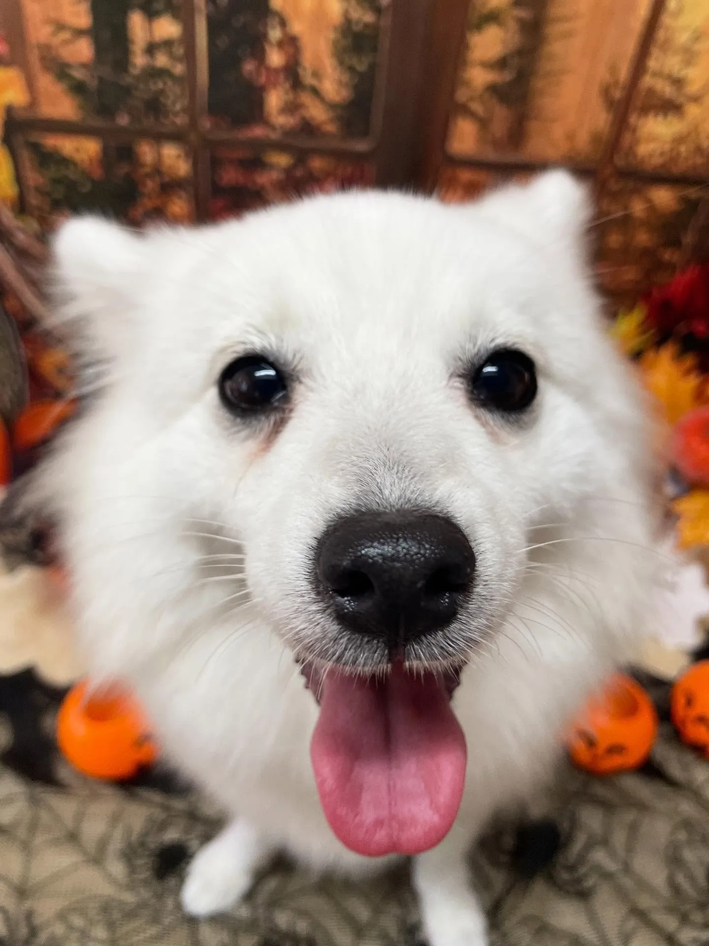 🍃今日のトリミング🍃スピッツ🐶｜名東区・千種区・守山区の動物...