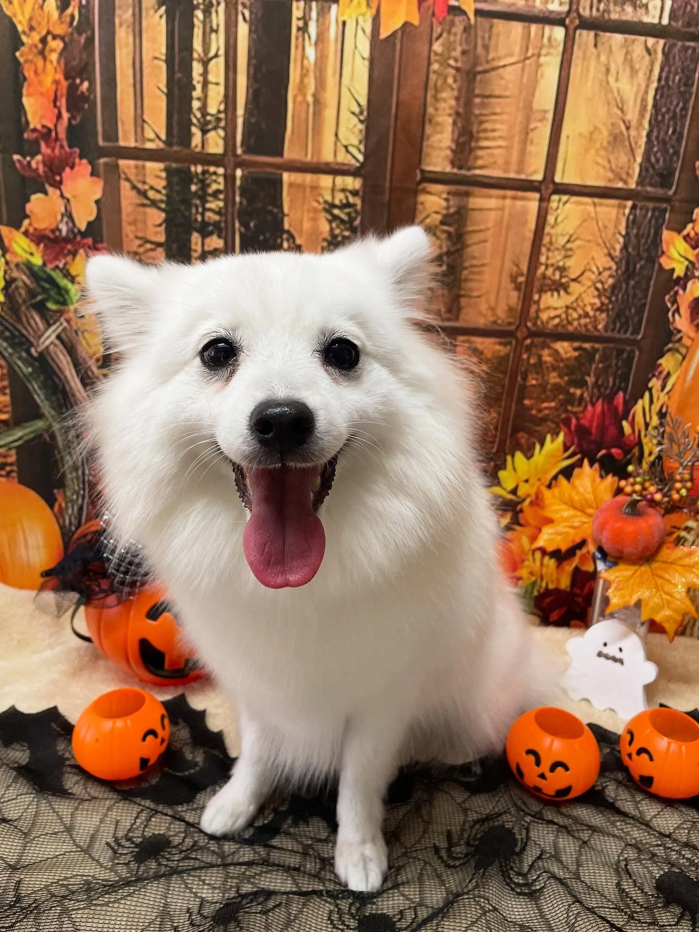 🍃今日のトリミング🍃スピッツ🐶｜名東区・千種区・守山区の動物...