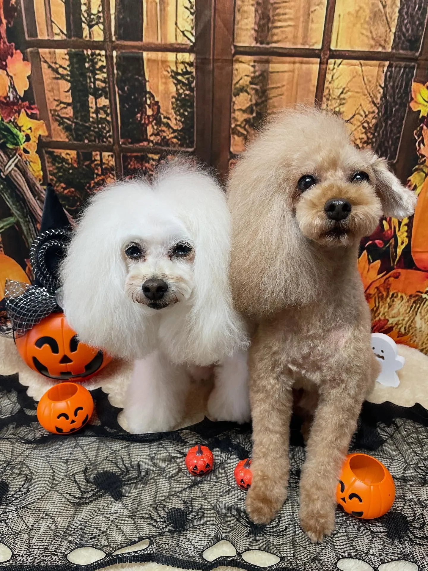 🍃今日のトリミング🍃プードル🐶｜名東区・千種区・守山区の動物...
