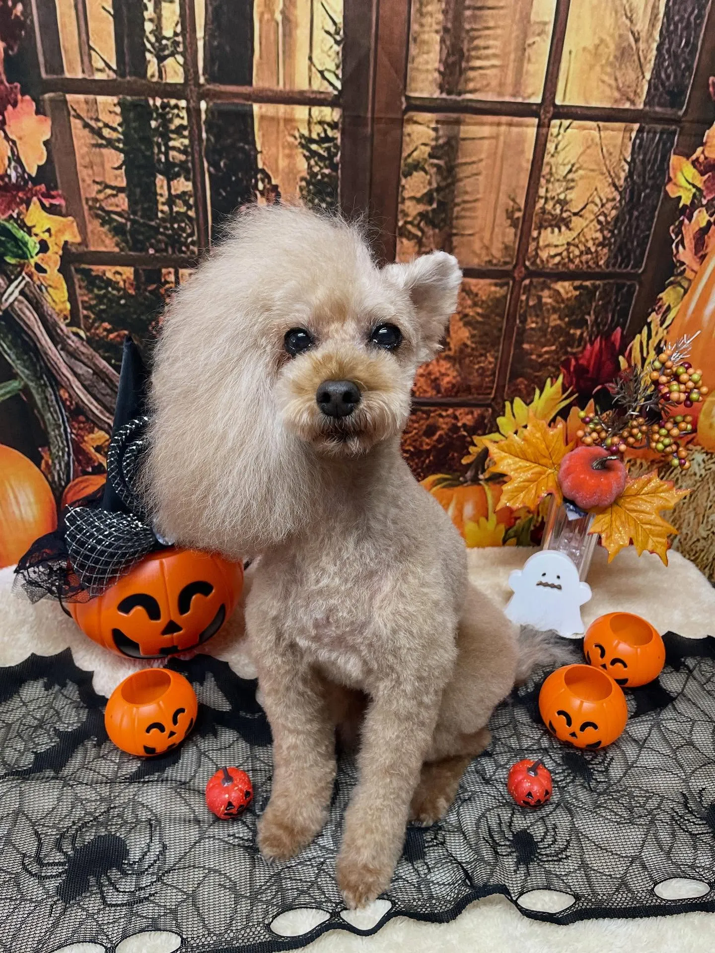 🍃今日のトリミング🍃プードル🐶｜名東区・千種区・守山区の動物...